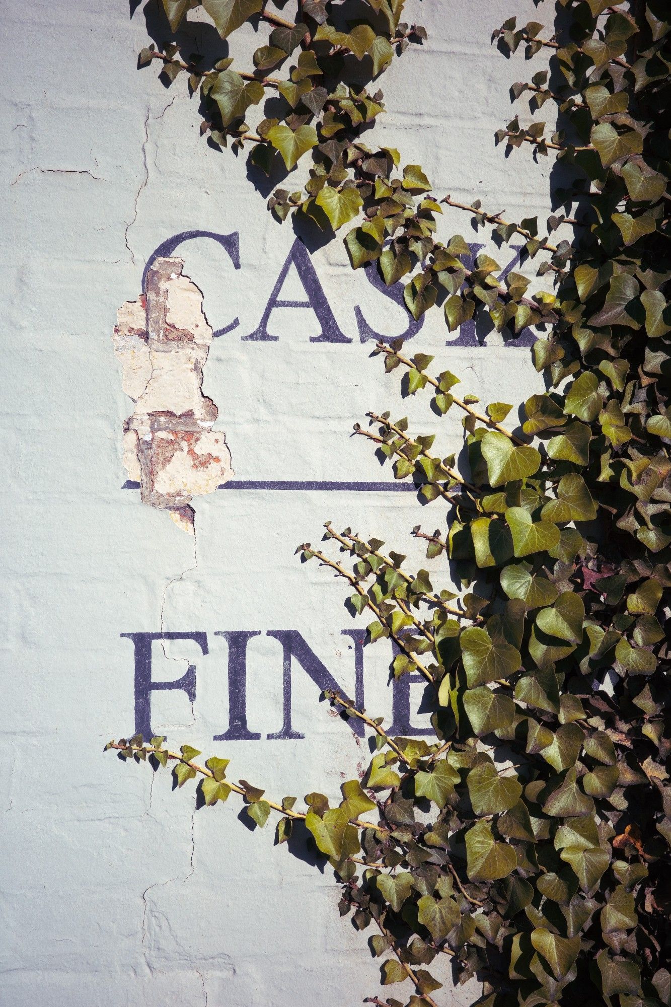 Ivy growing over an old building