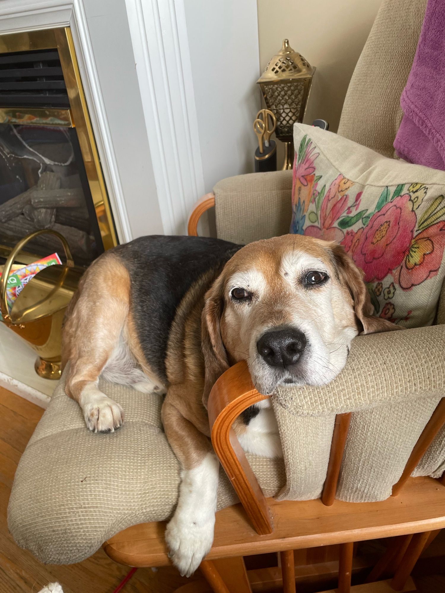 Beagle on a chair