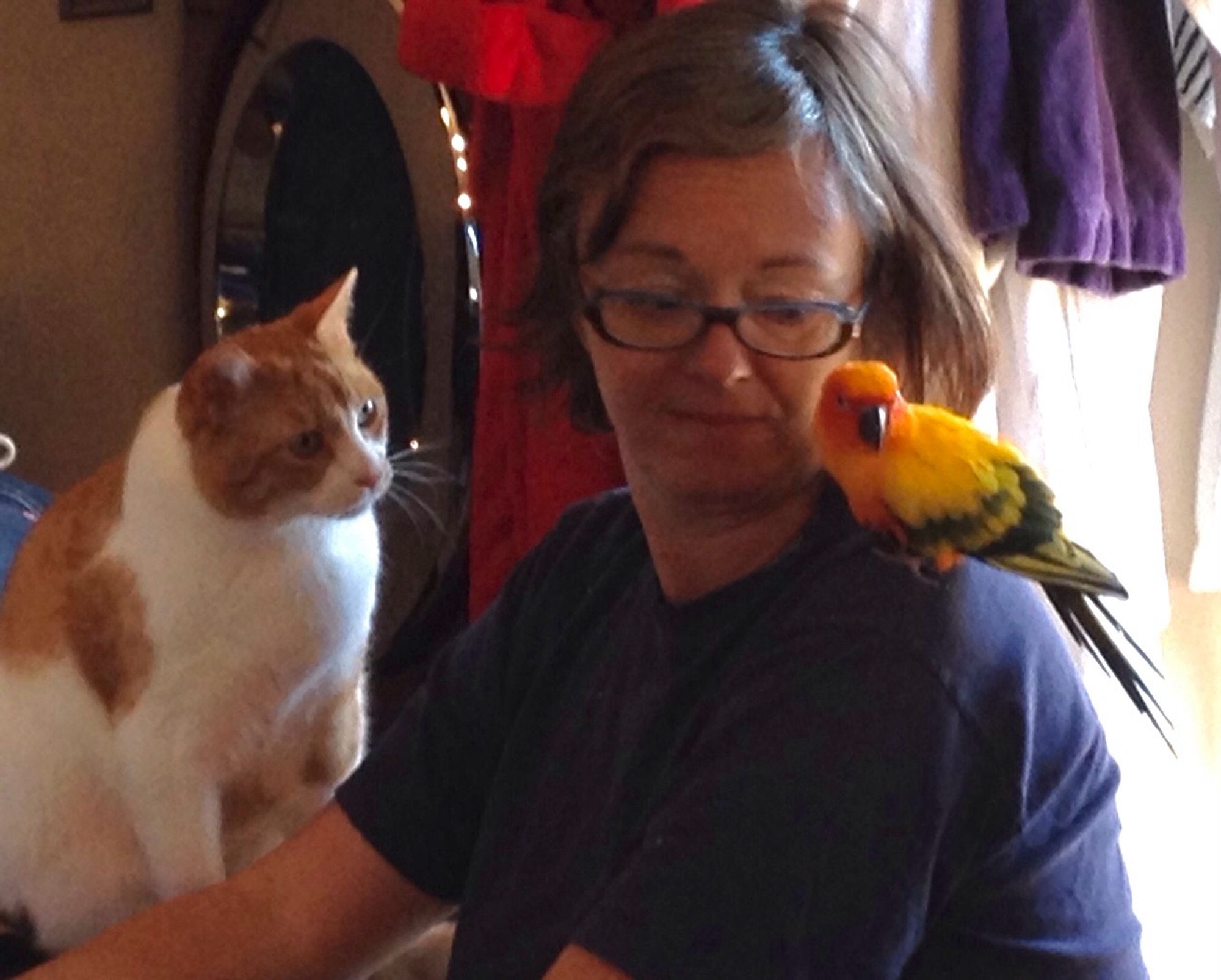 An Orange and white Tabby cat is intensely watching a Sun Conure, a small sized parrot with an orange head, yellow bodied w/ green wing tips and tail feathers,  sitting on my shoulder. It was breakfast with the bird and cat ten years ago.