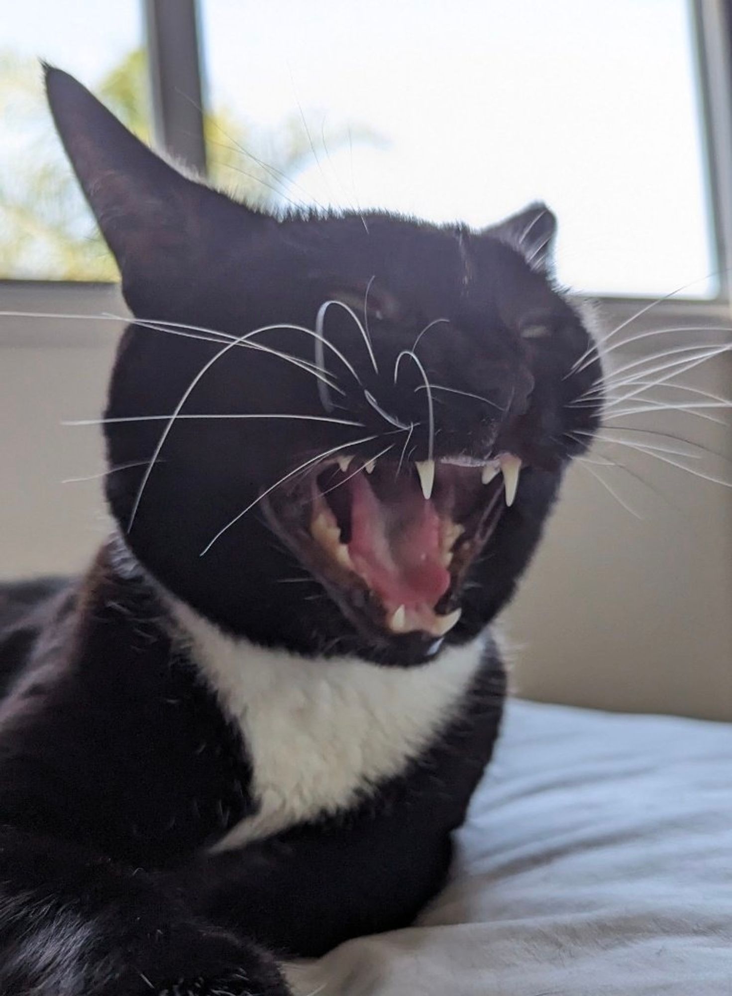 Photograph of tuxedo cat mid-yawn showing her open mouth and teeth.