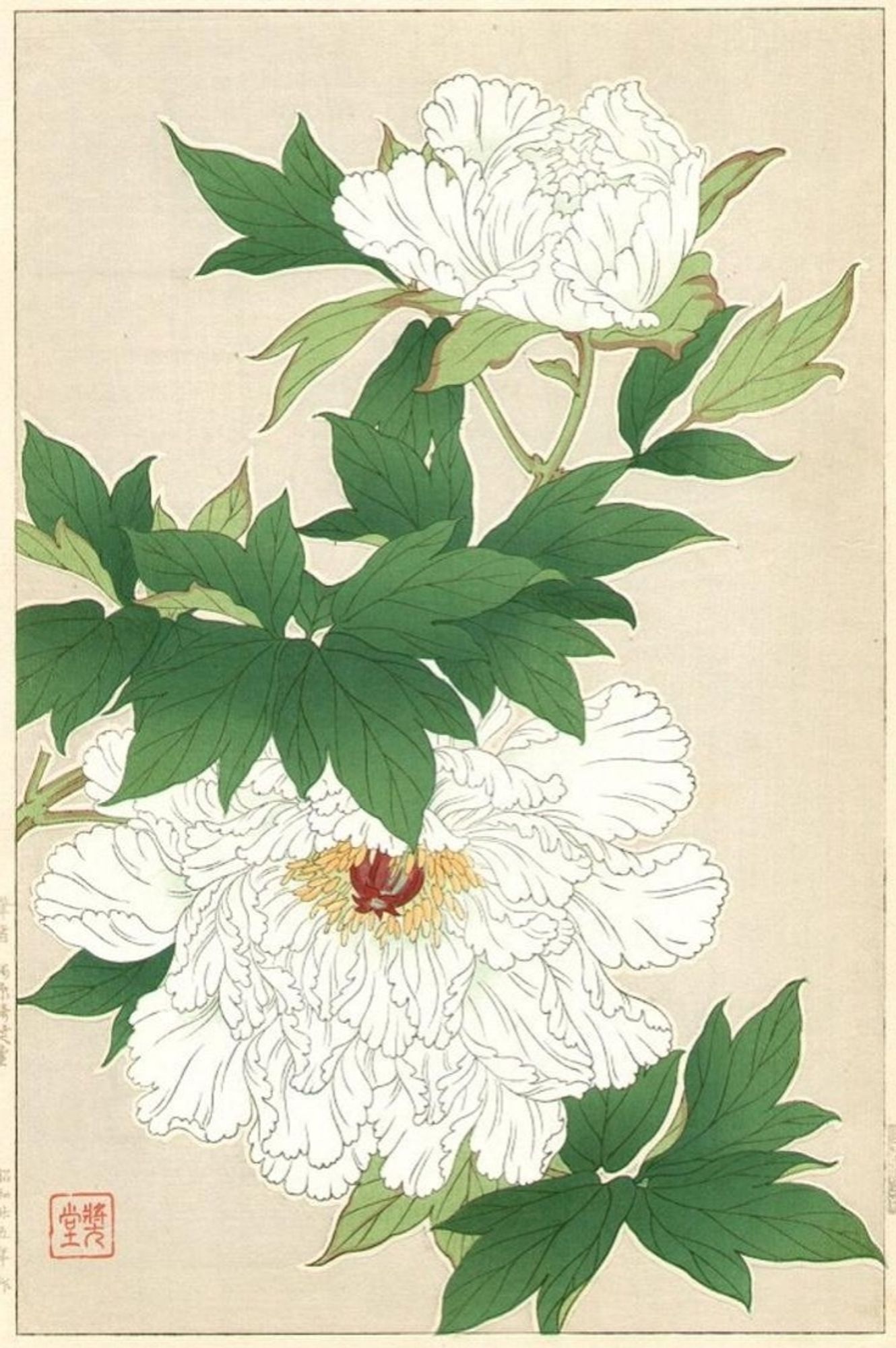 Japanese print depicting white peony flowers.