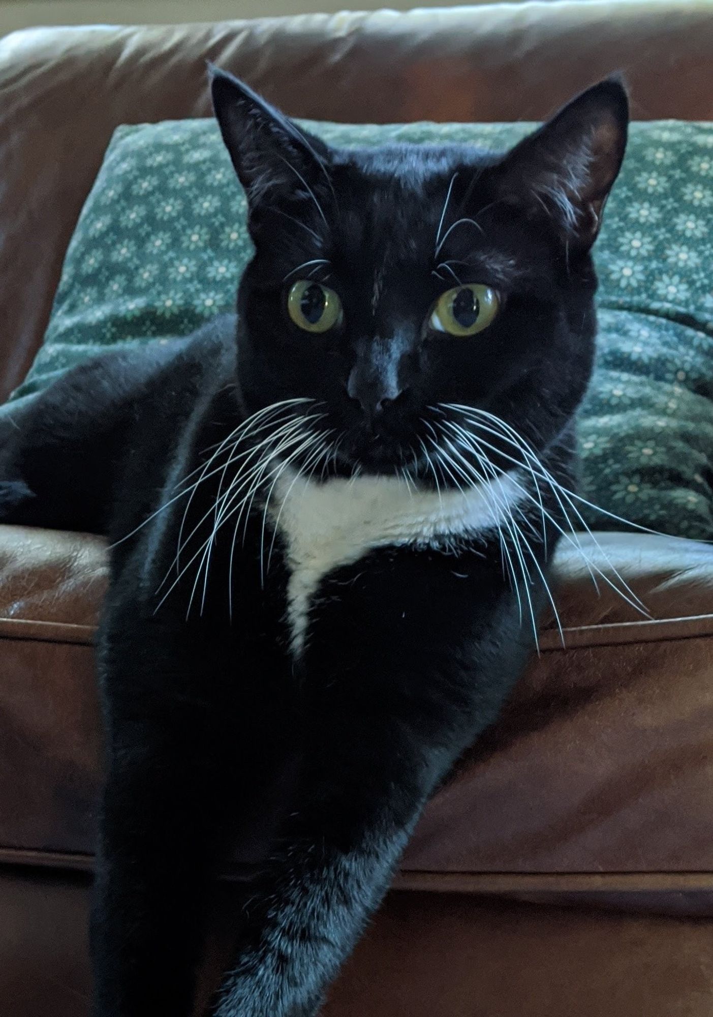 Photograph of a tuxedo cat with black face, white whiskers and white neck sitting on a brown soda with a green and blue cushion behind.