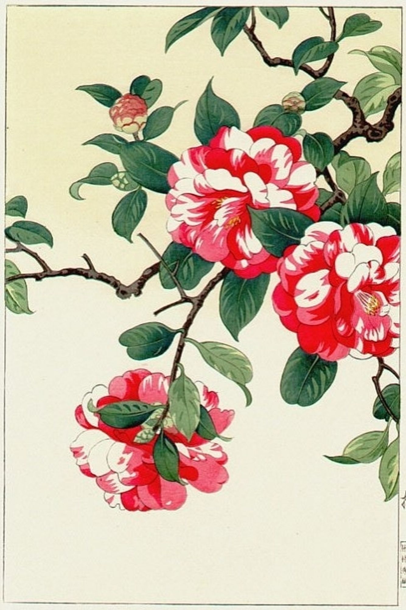 Japanese ukiyo-e print depicting red camelia flowers.