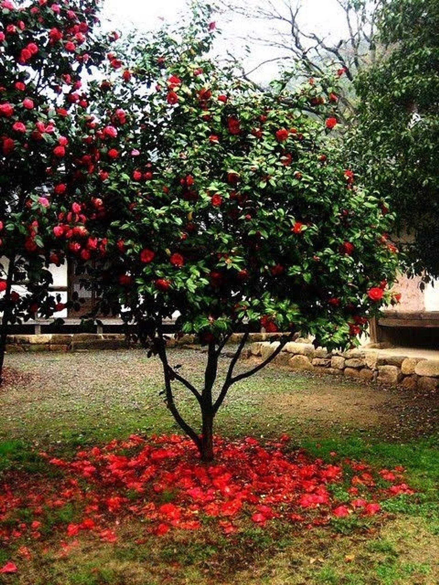 A photograph of a camelia tree with a sea of red flowers on the ground beneath it.