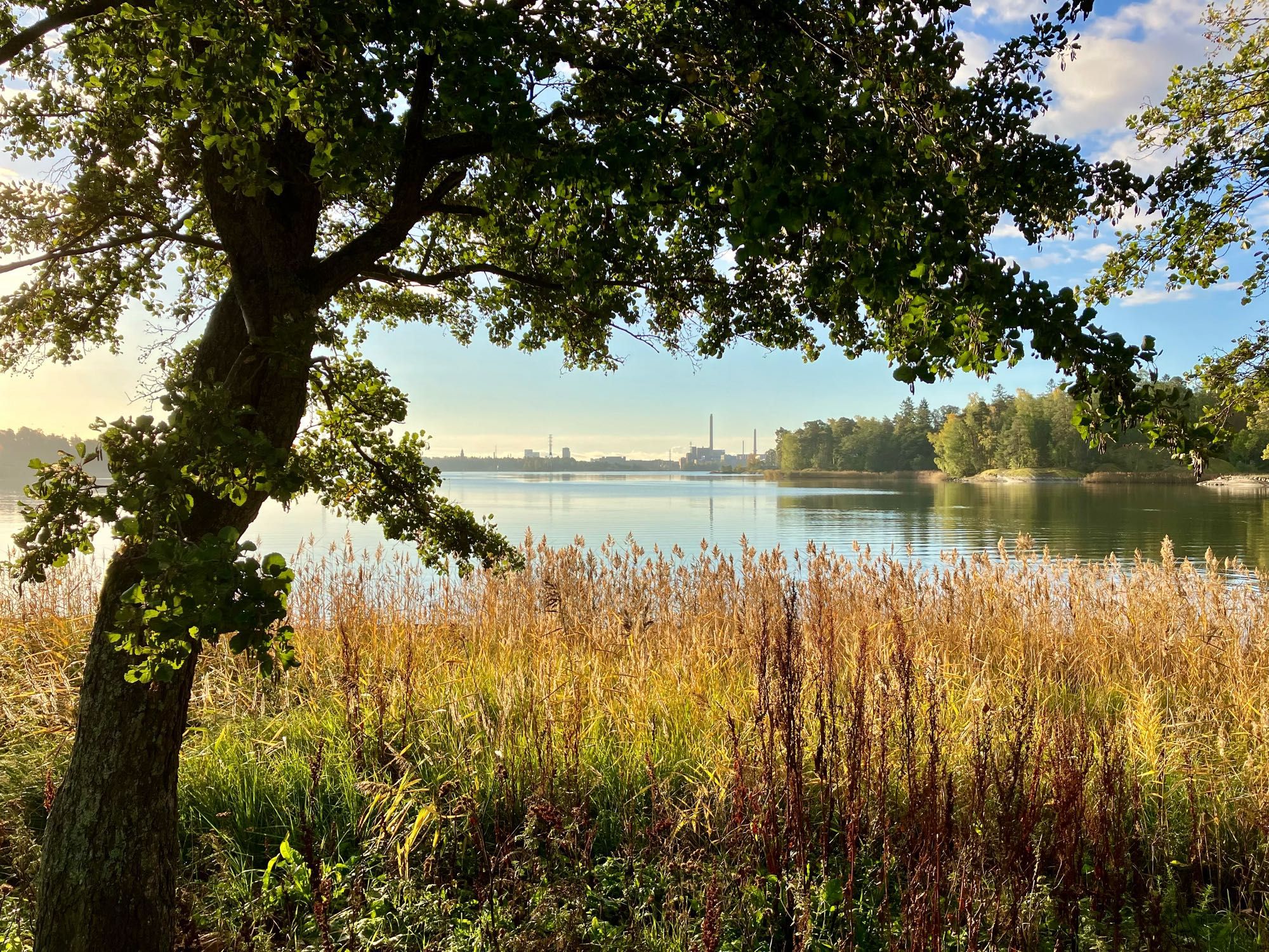 Seurasaari. Etualalla puu, taustalla näkymä kaupunkiin.