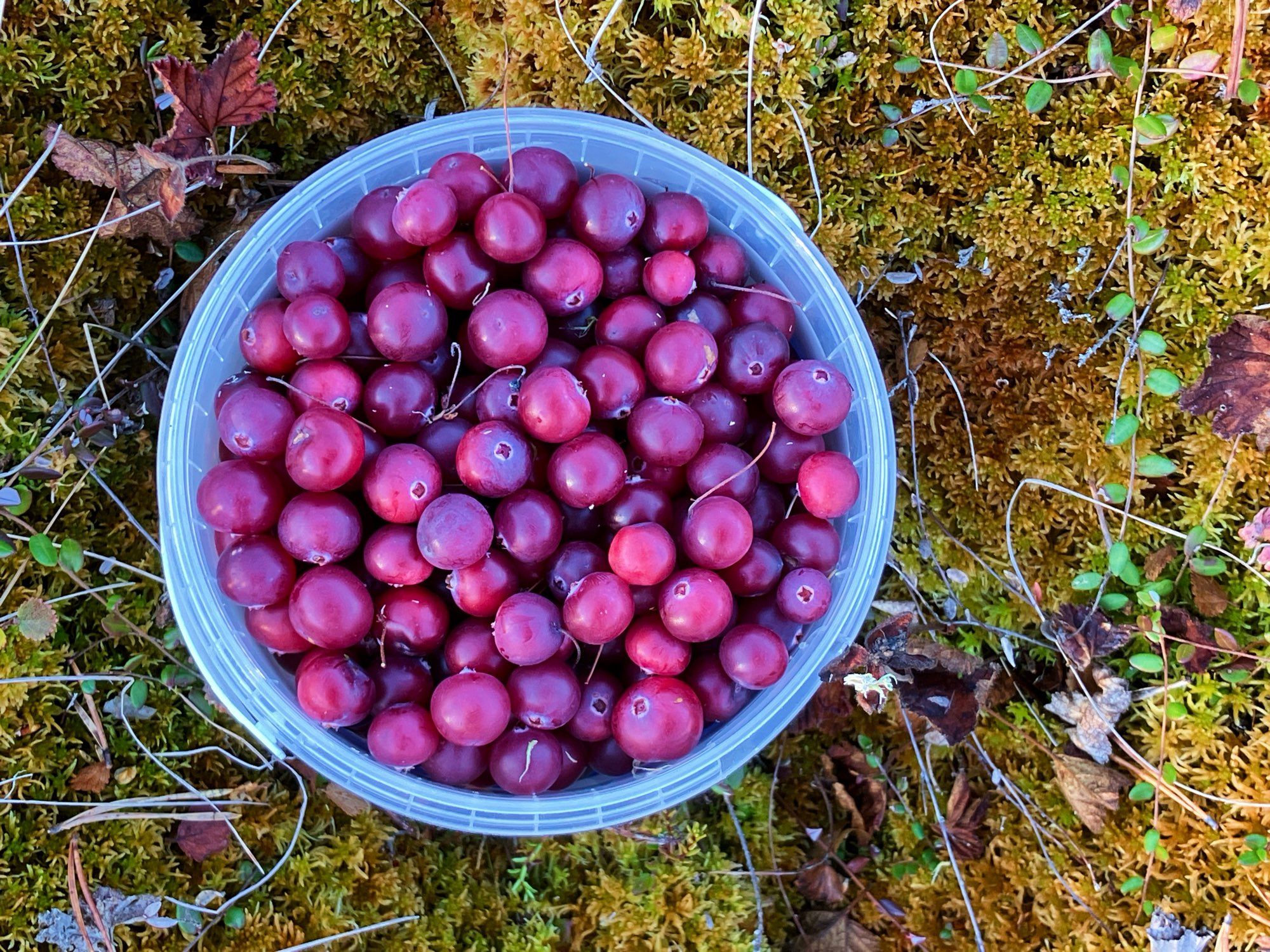 Lähikuvassa suuria karpaloita muoviastiassa sammalsuolla.