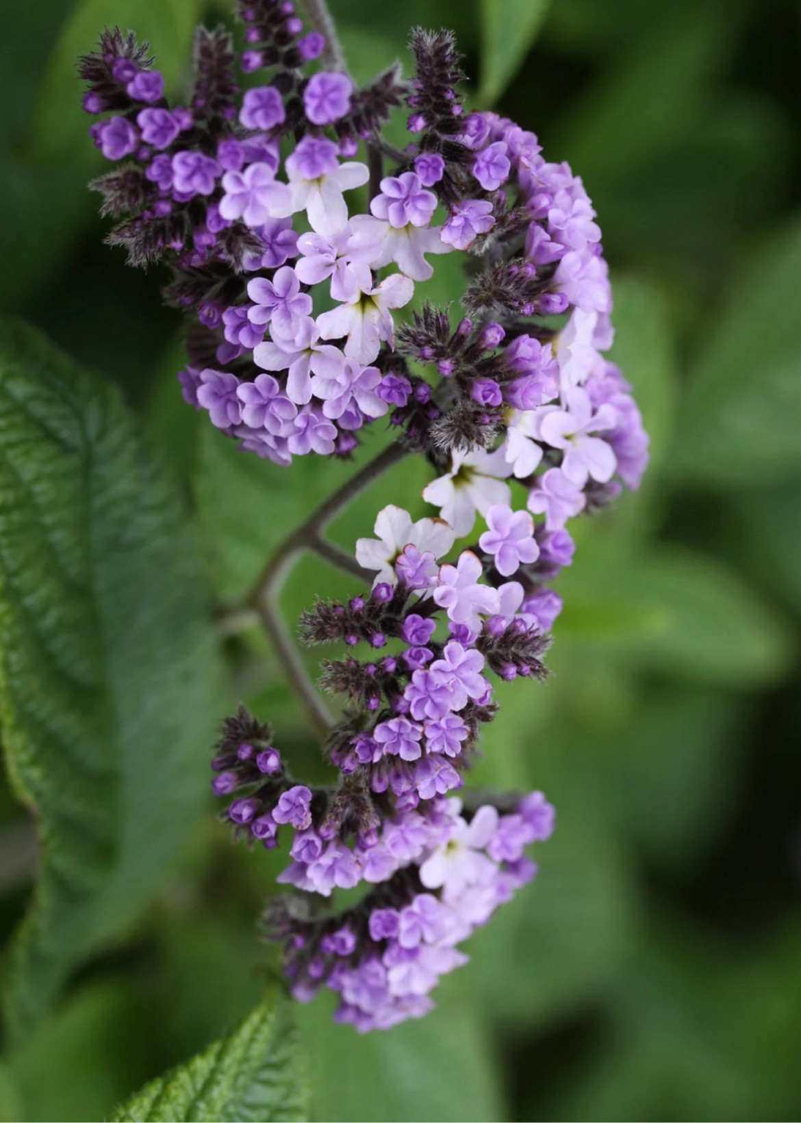 Small white and light purple flowers 