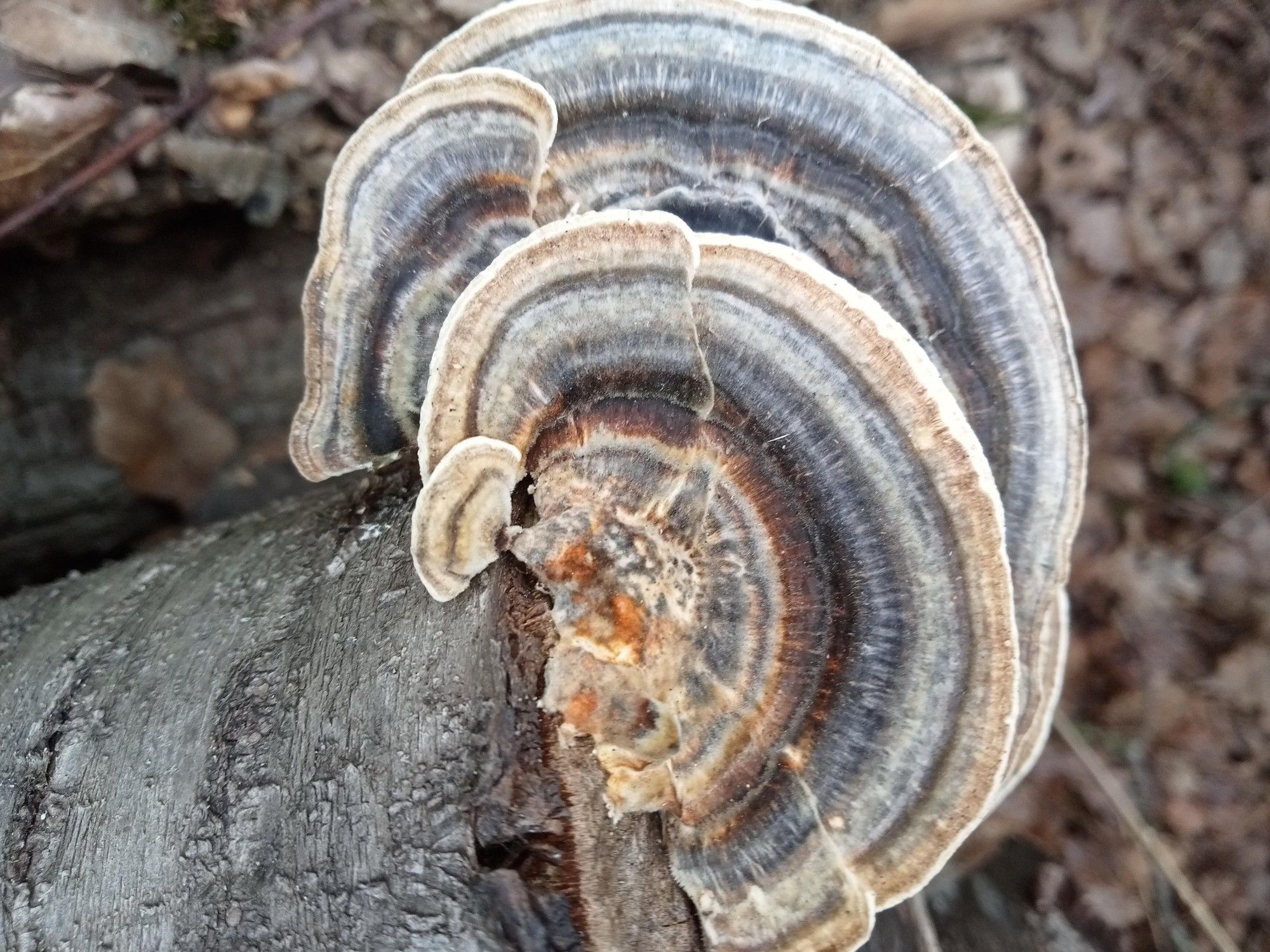 Een aantal paddenstoelen prachtig gekleurd grijs, bruin, wit