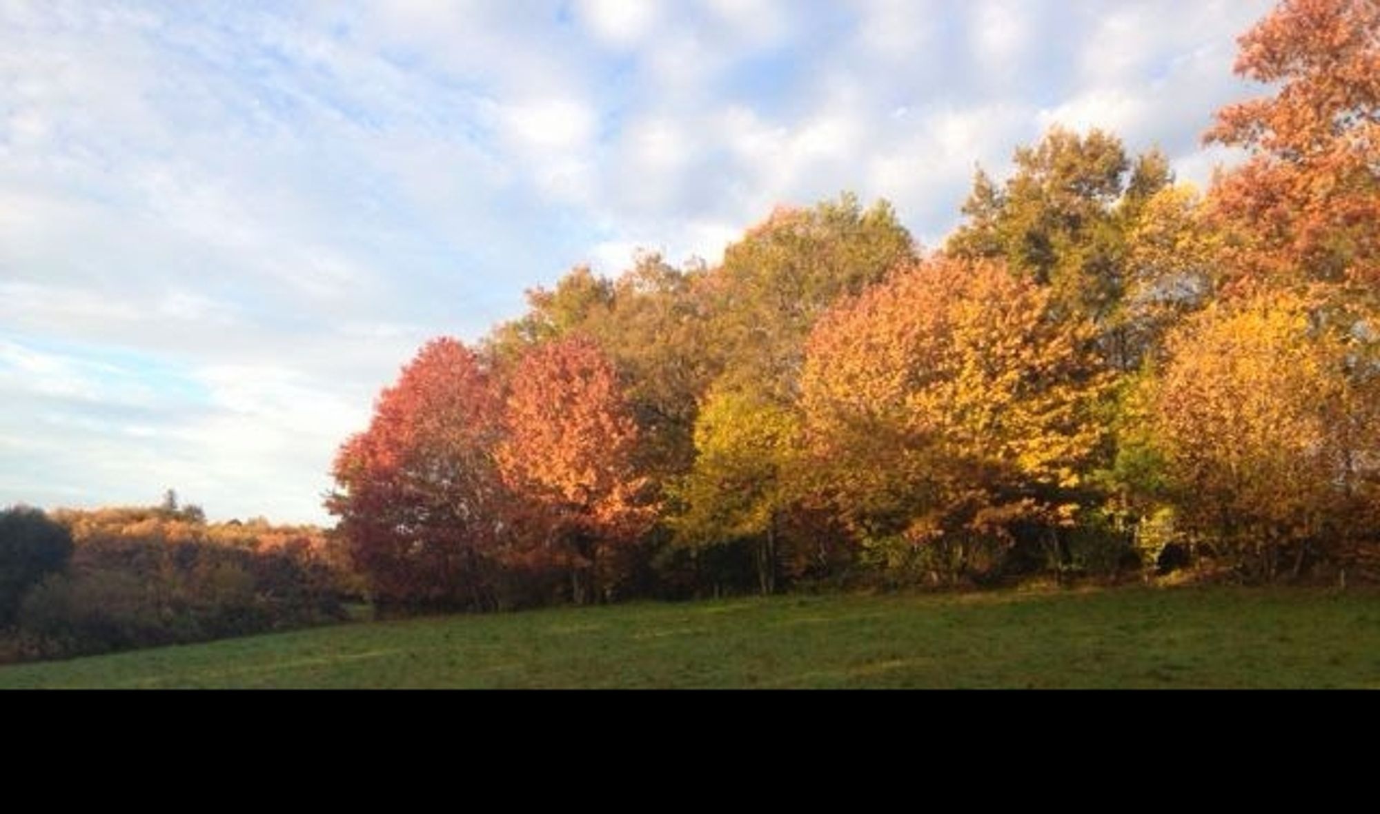 Bomen rand in herfstkleuren