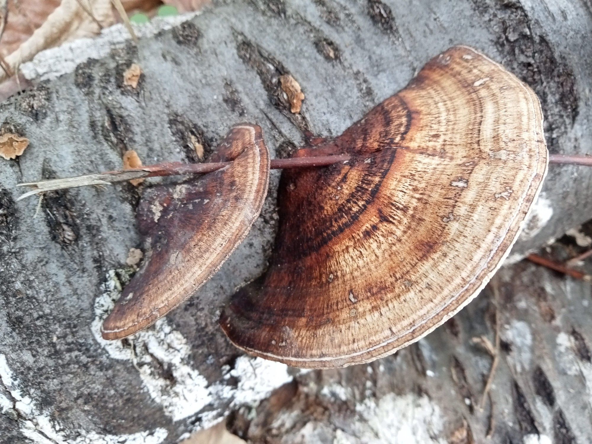 2 paddenstoelen op een boomstam