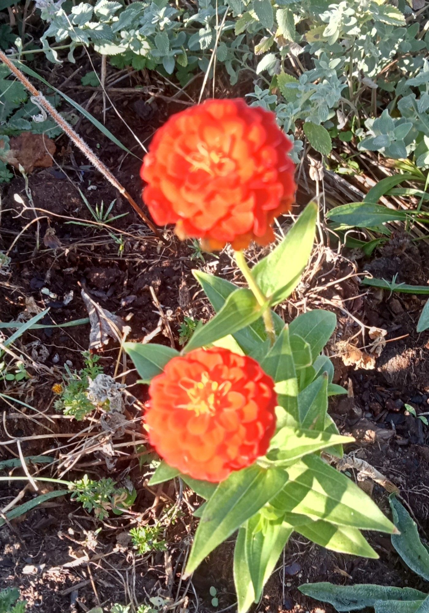 Oranje dahlia achtige bloem