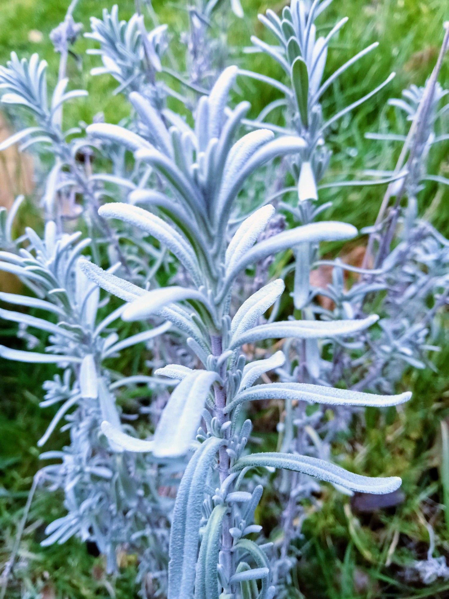 Lavendel in winterstand.