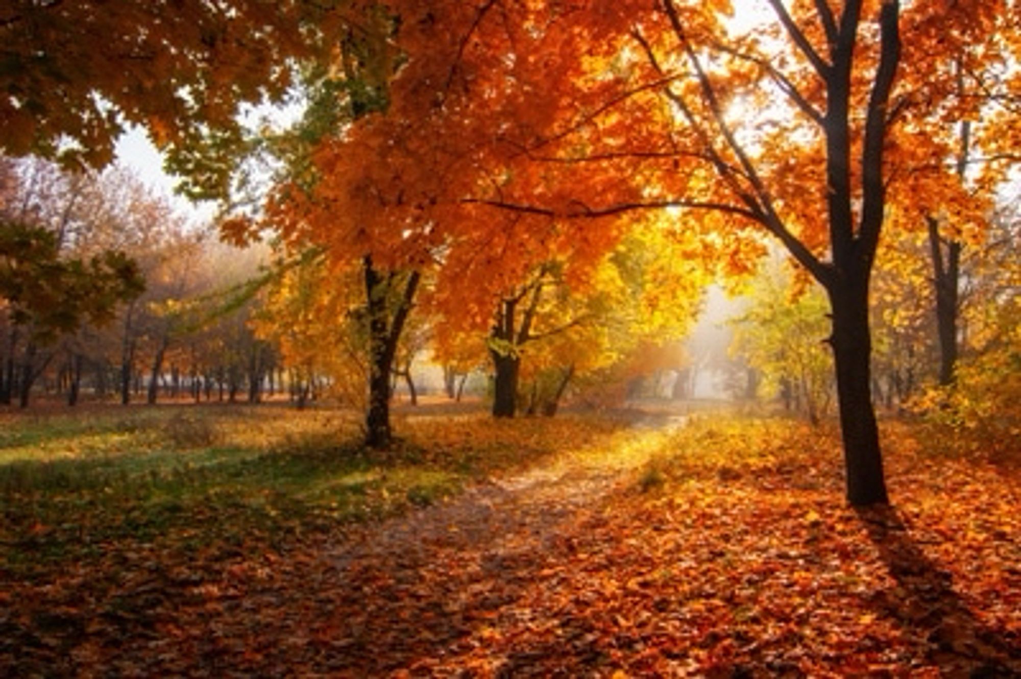 An autumn scene with the sun breaking through a little collection of trees and lots of orange & brown leaves on the ground.