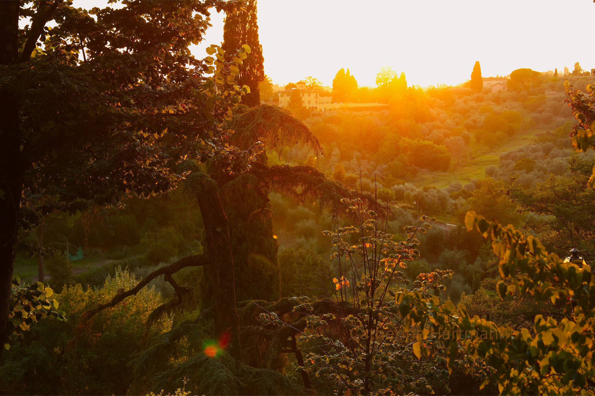 A pic taken at dawn, with the sun down and in front of the photographer; automn light through branches of trees at the forefront, green hills behind, there is a touch of melancholy in this photo