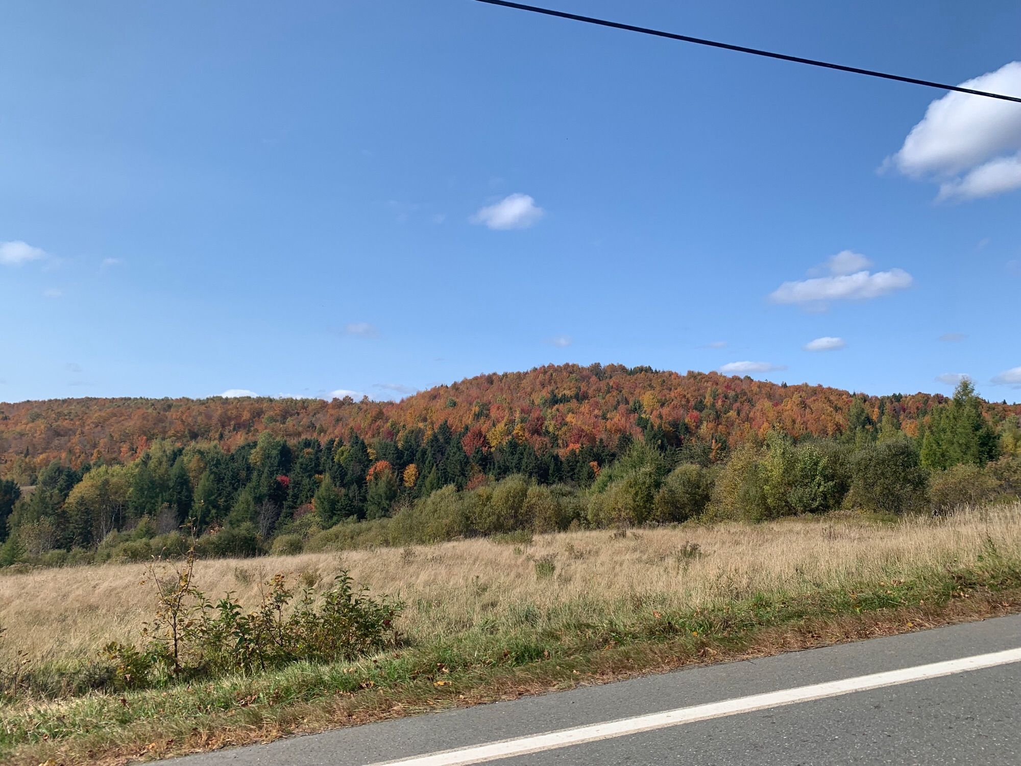 Driving route 145 in Clarksville. 
A deciduous second growth forest is displaying a rainbow of colors.