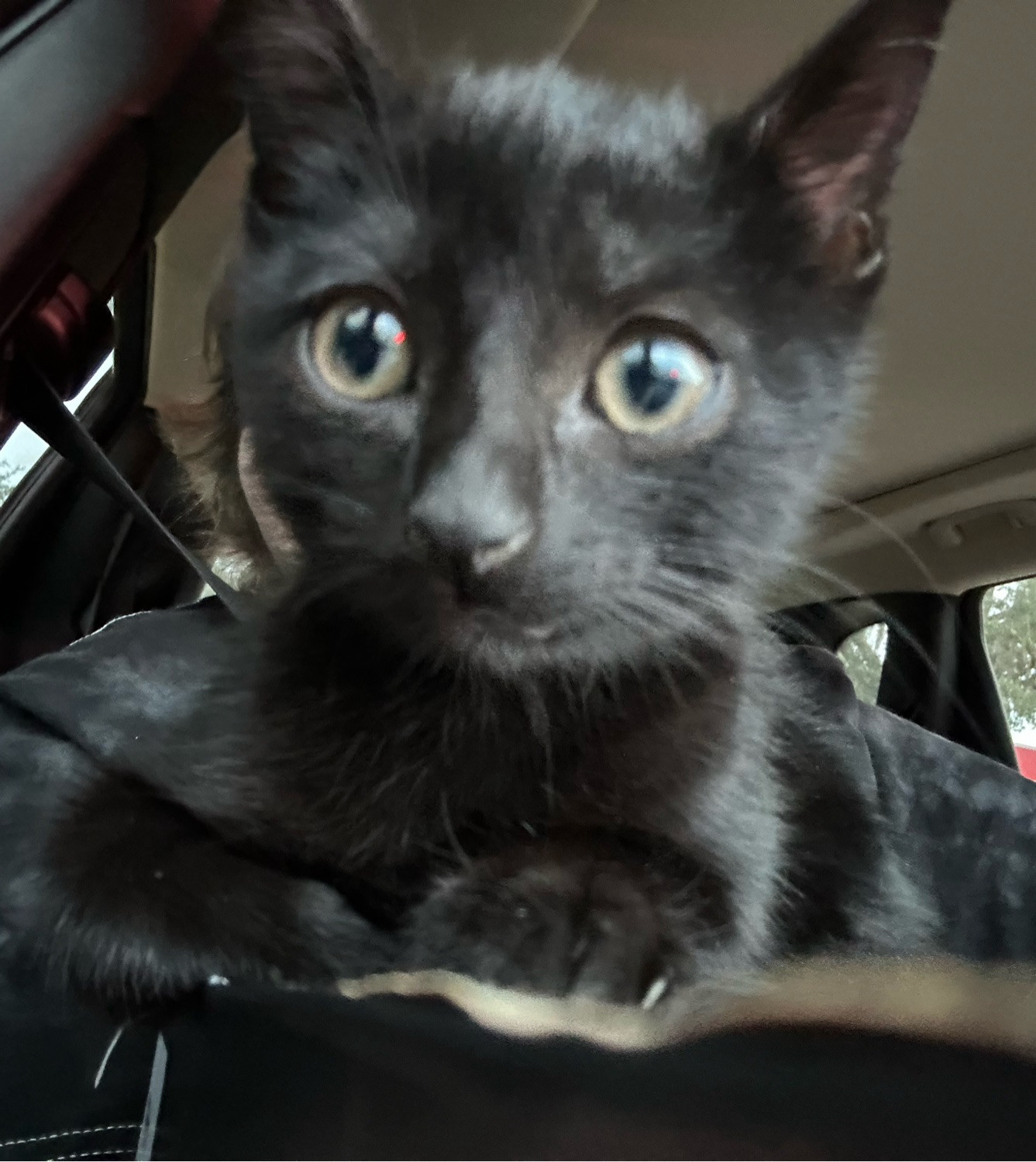 my baby kitty that i love so much shes all black with green eyes and shes looking at the camera 