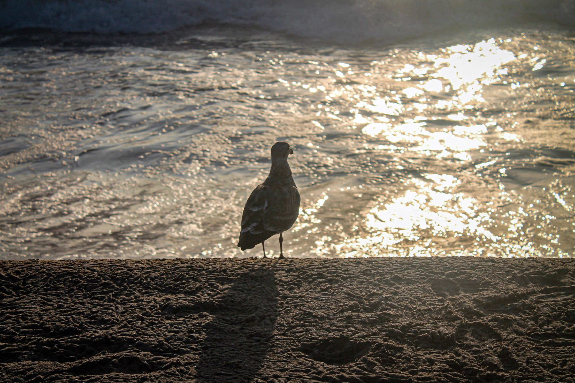 A bird watching the ocean waves