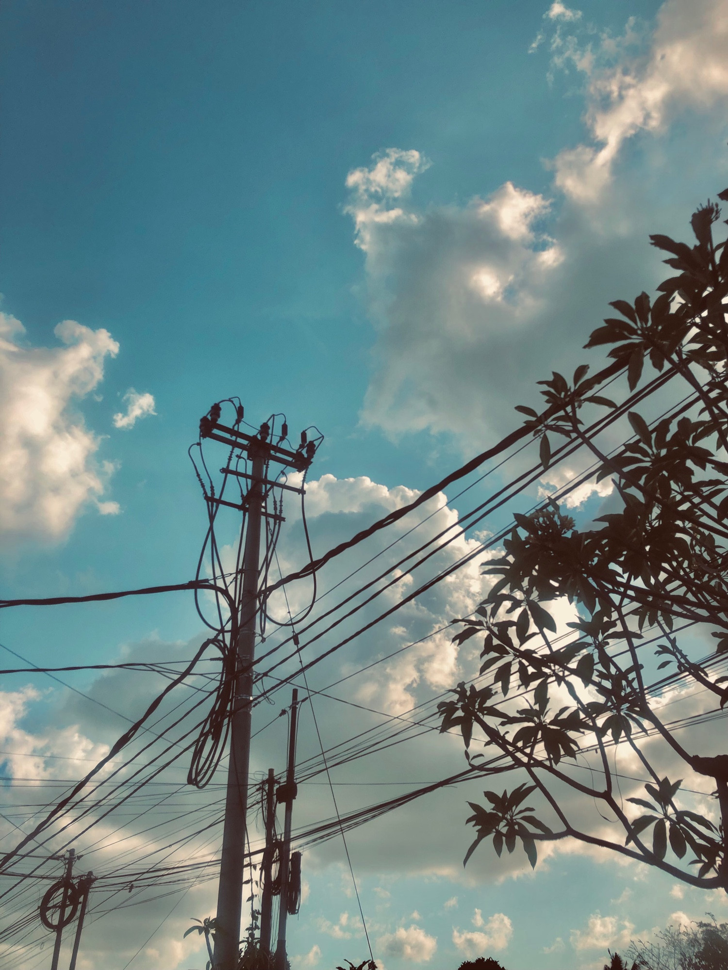 A series of electrical wires and poles against a turquoise blue pre-golden hour afternoon sky with clouds in the shapes of dollops of whipped cream. Tropical trees cast their sillouhettes against the scene. 