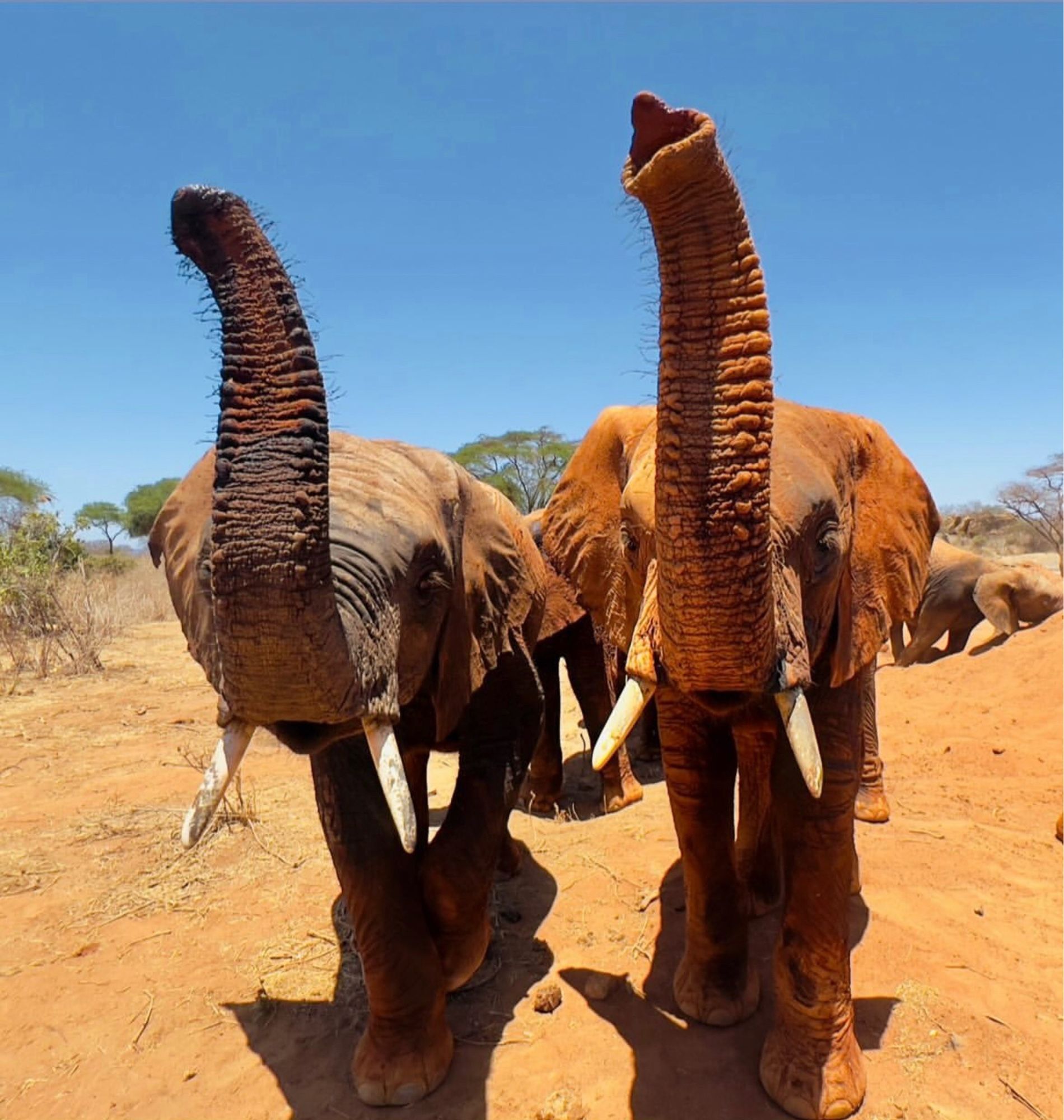 2 orphaned elephant bulls, Ngasha & Ndotto, raising their trunks to welcome a visitor of the Voi Reintegration Unit of the Sheldrick Wildlife Trust in Tsavo East National Park.