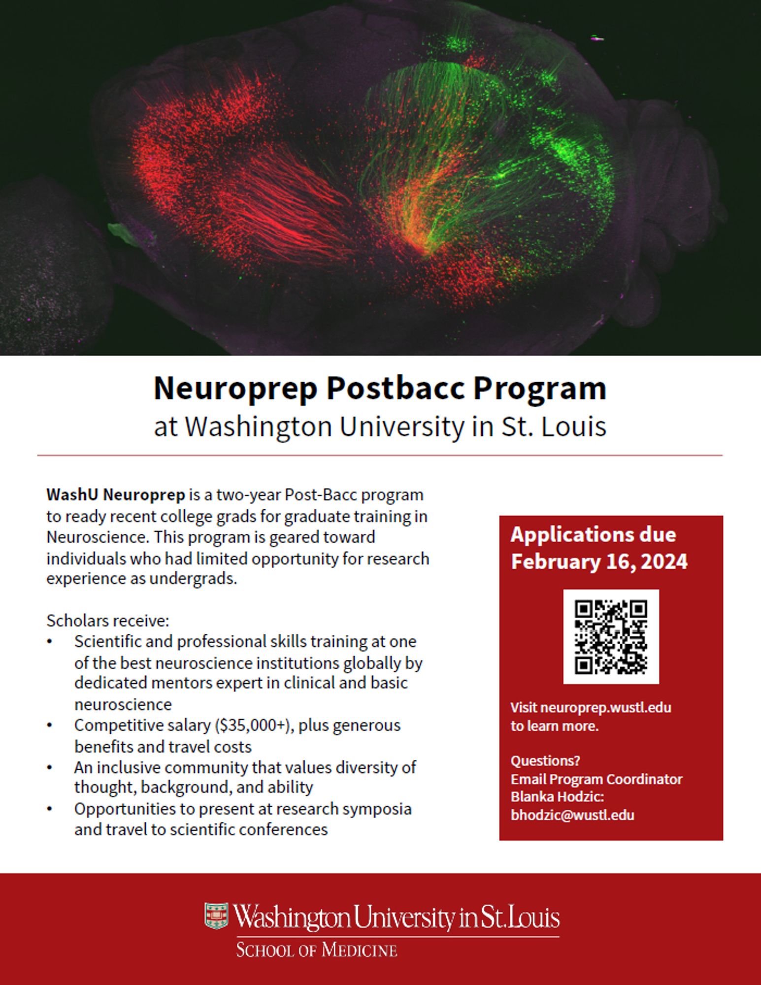 flyer for the Neuroprep Postbacc Program at Washington University with a fluorescent red and green brain image at the top.

flyer text:
Recent graduates and undergraduates who will be finishing this year are invited to apply for this exciting opportunity to receive scientific and professional skills training at one of the best neuroscience institutions globally. 

Neuroprep Scholars receive:
• Two years of research experience guided by dedicated mentors expert in clinical and basic neuroscience
• Competitive salary ($35,000+), plus generous benefits and travel costs
• An inclusive community that values diversity of thought, background, and ability
• Opportunities to present at research symposia and travel to scientific conferences

Applications due February 15, 2024. neuroprep.wustle.edu

Washington University in St. Louis logo at the bottom.