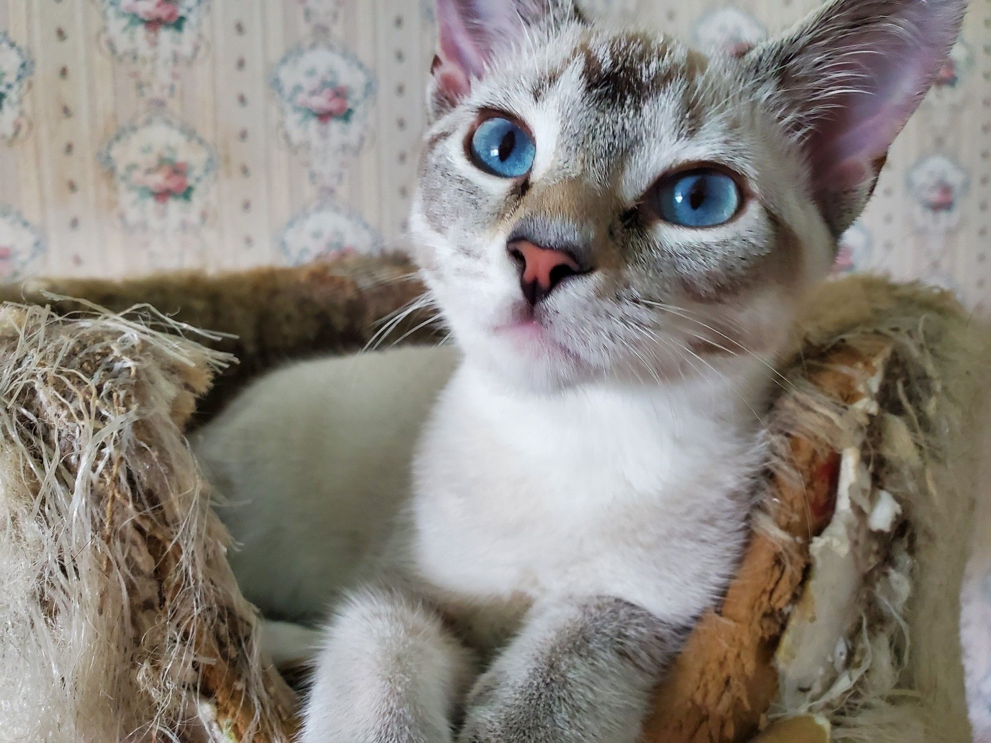 Astrid, a mixed Siamese kitten, sitting in an old cat tree and sporting intensely blue eyes