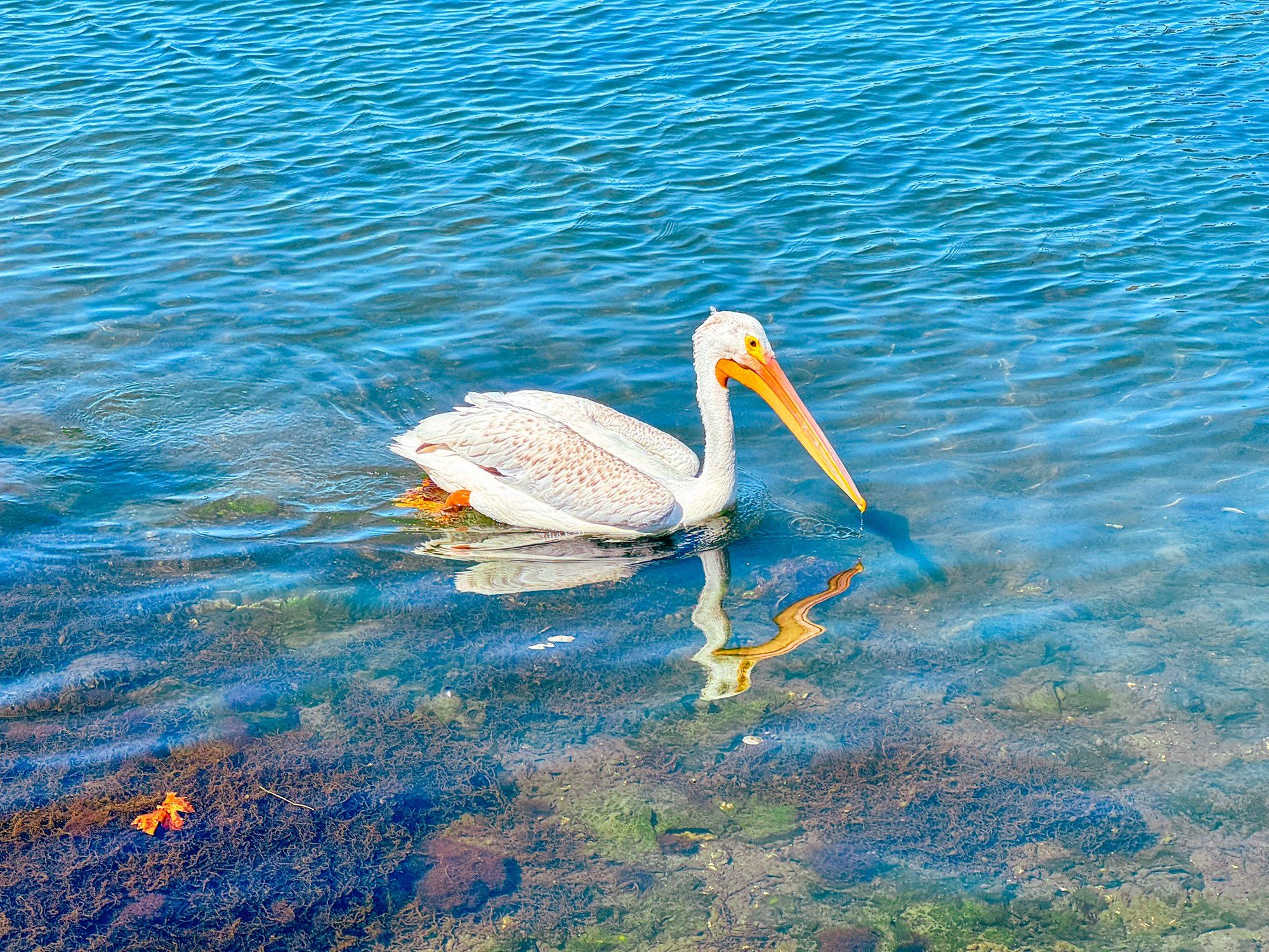 Pelican and reflection in Oakland’s Lake Merritt