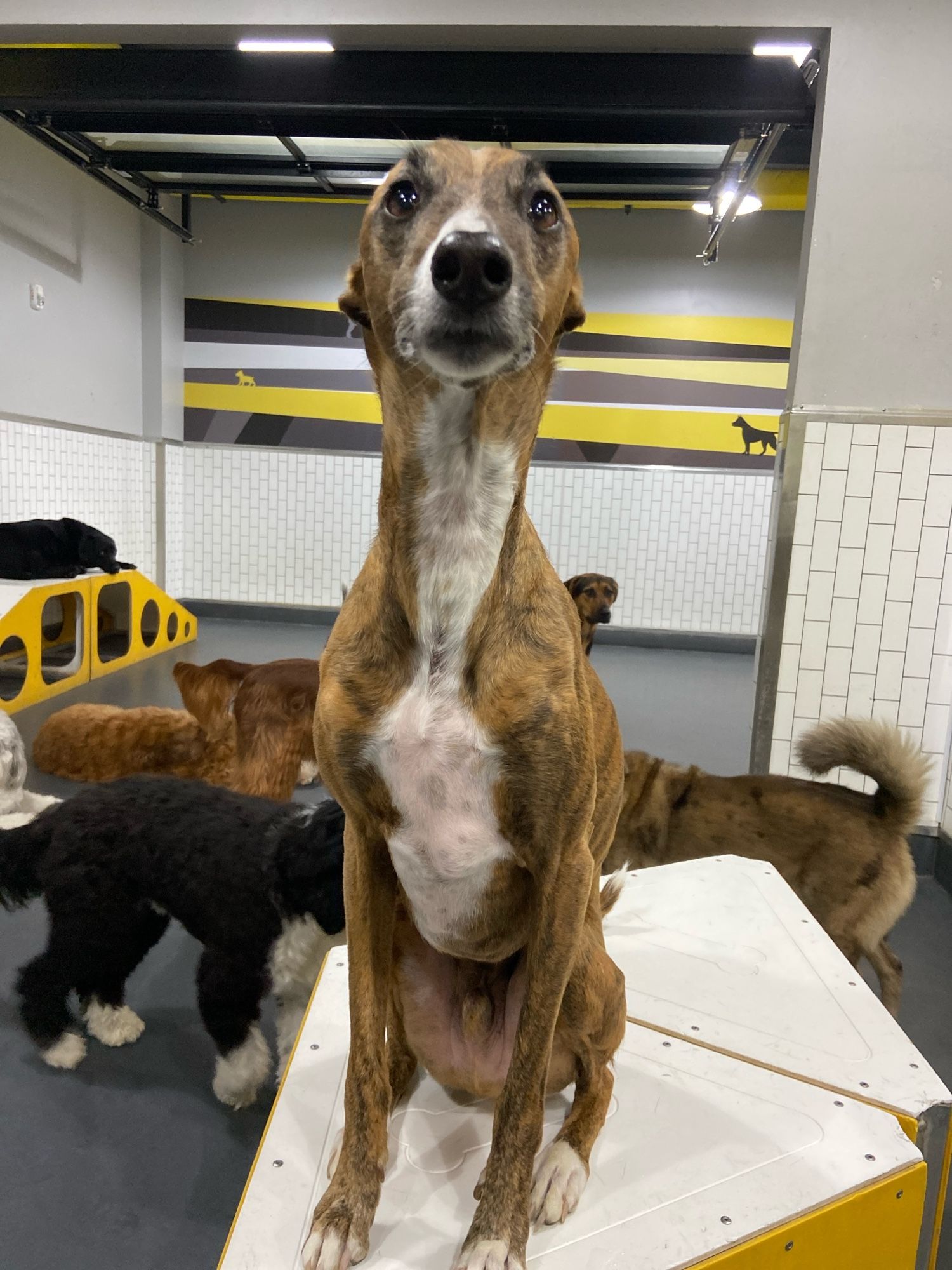 In this picture from daycare, my dog has his greyhound neck straight up stretched out, and he looks like a bowling pin.