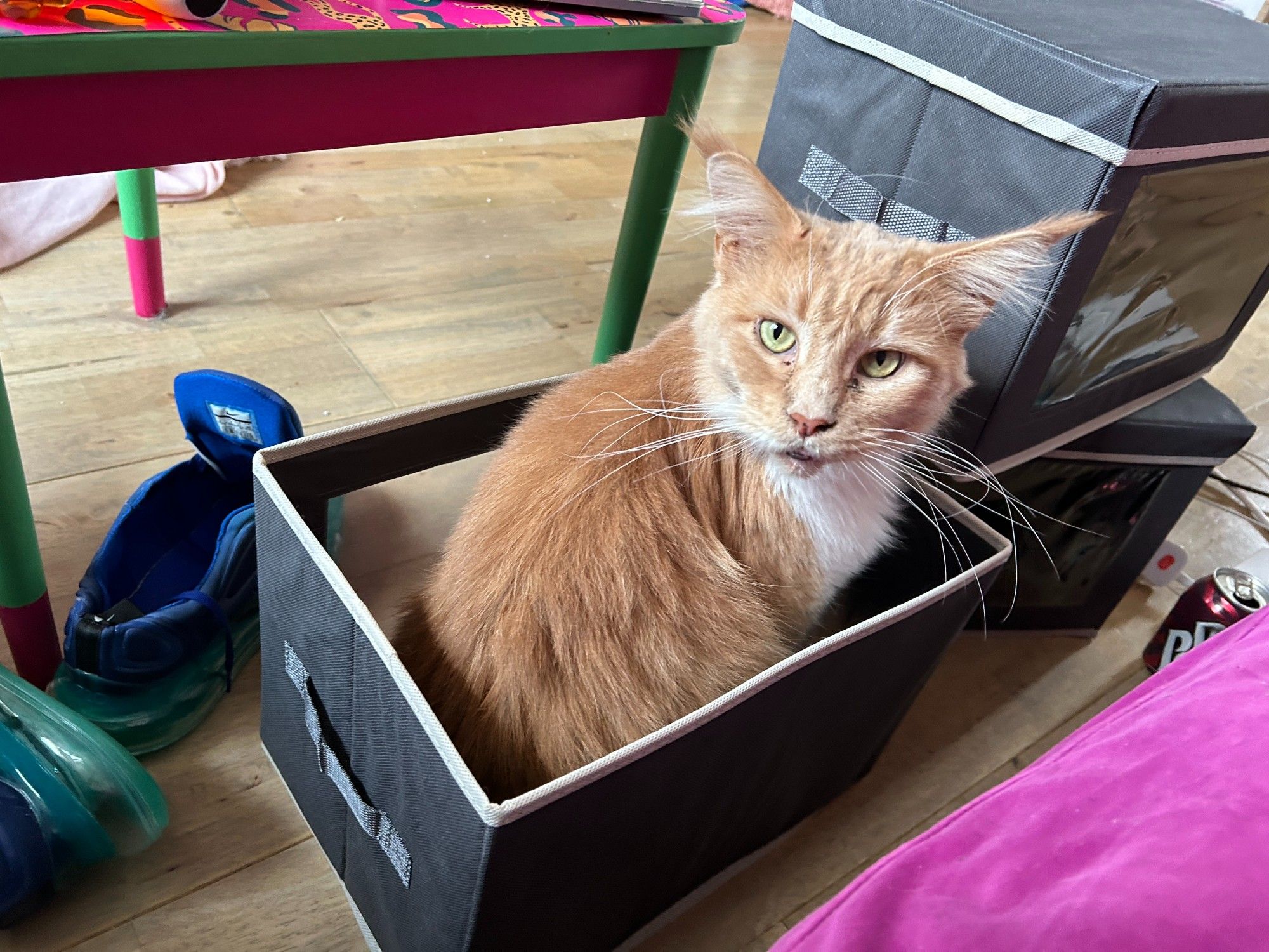 Pearl, a ginger and white Maine Coon, sitting in a box that is very much not for cats.