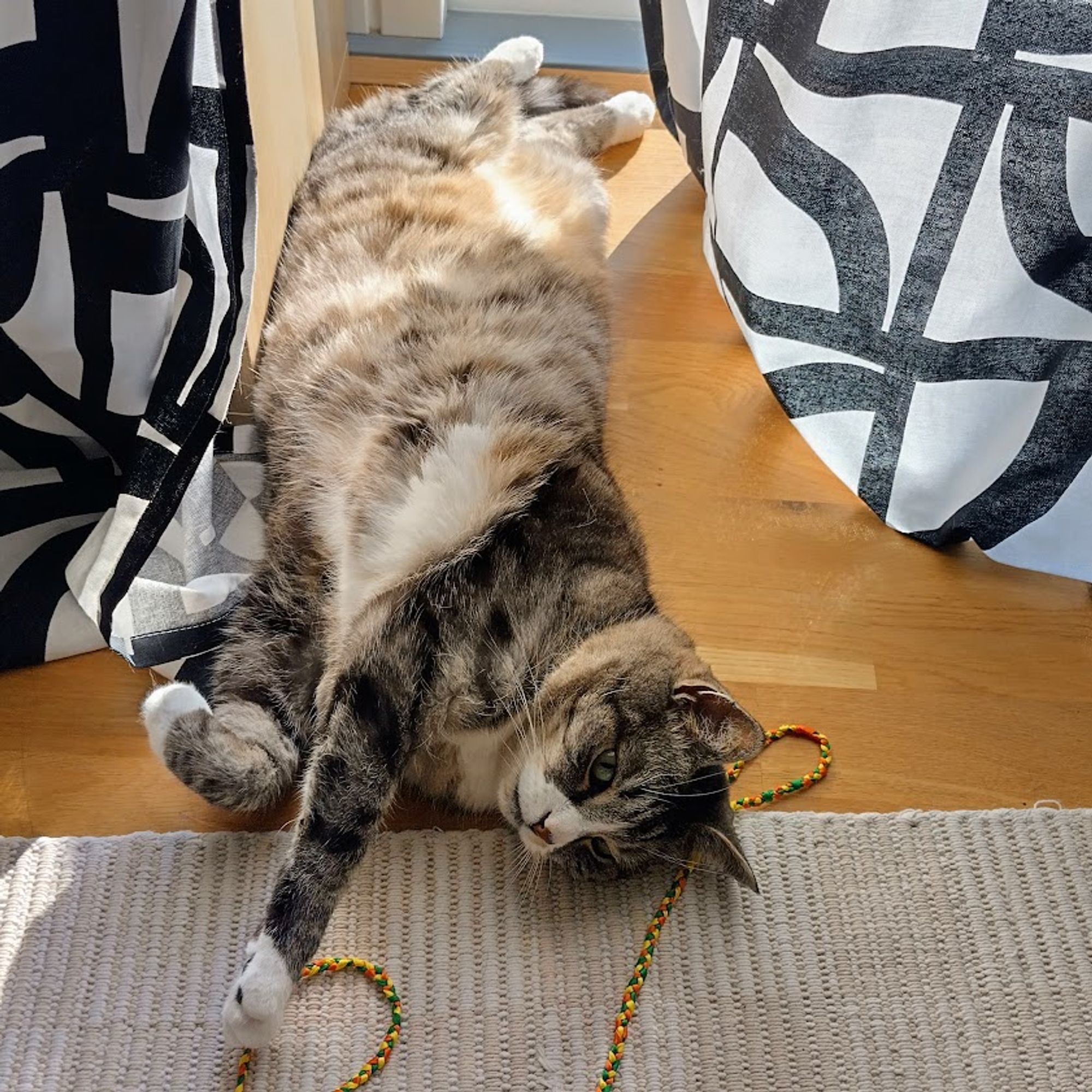 A photo of my cat Pukkas in the sun, lying on his back.