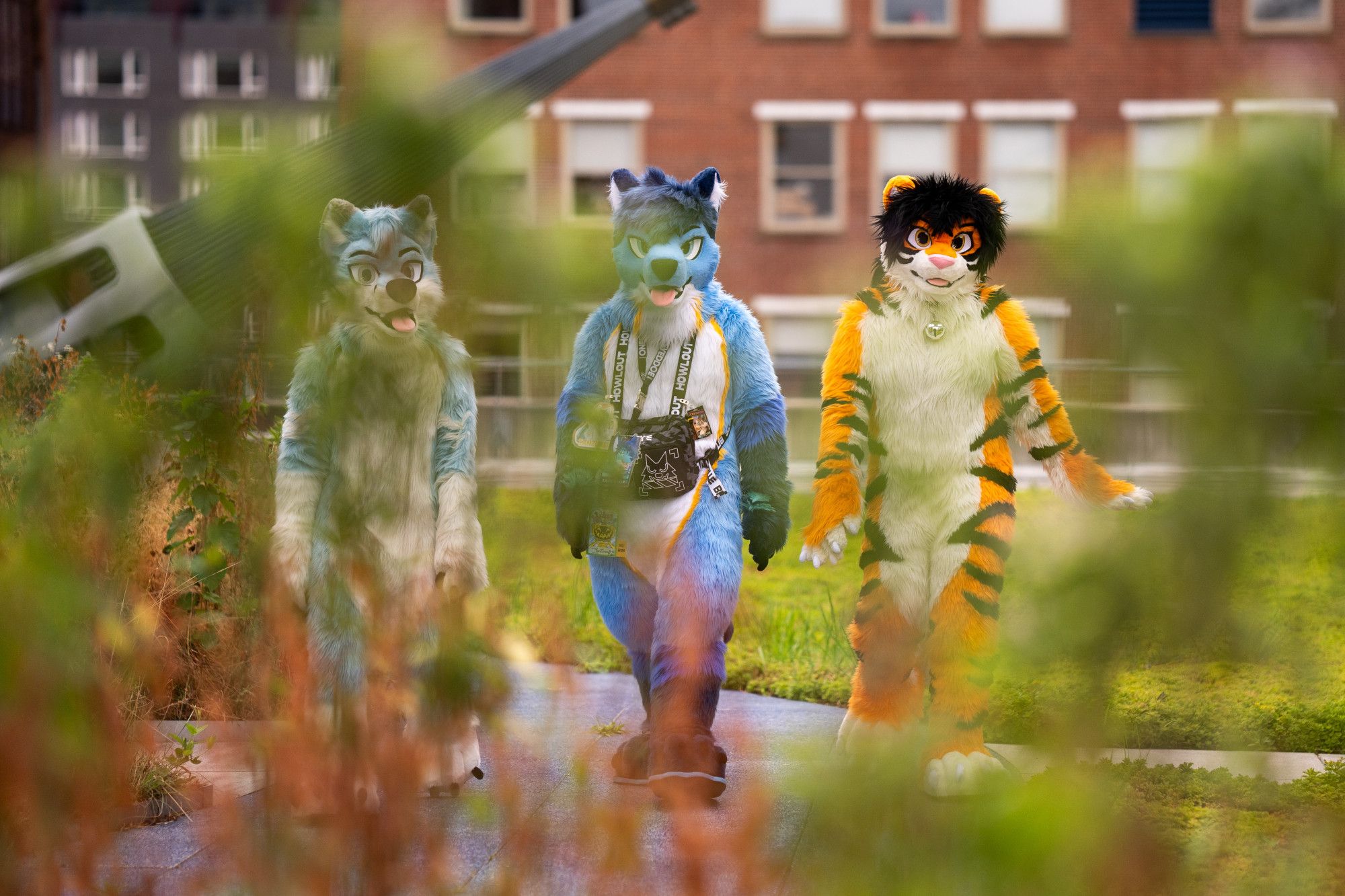 A picture of @zephyrousfox.bsky.social (left, light blue fox), me (middle, blue coyote) and @claud.bsky.social (right, orange tiger) in our full fursuits, walking towards the camera that is behind a bush