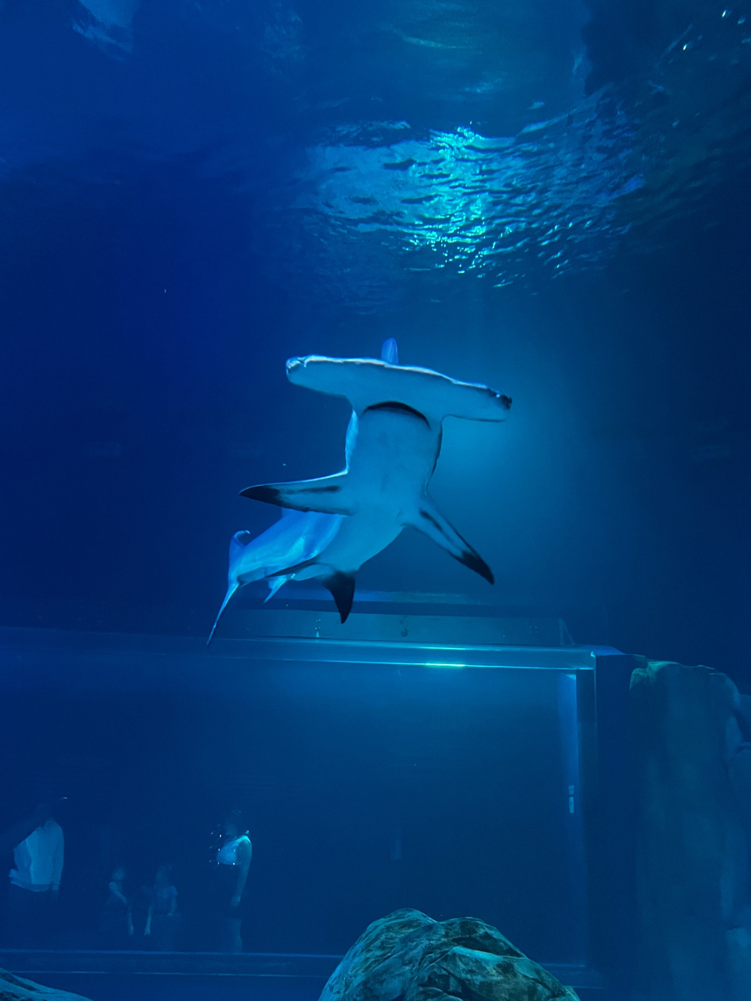 Hammerhead shark in an enclosed tank