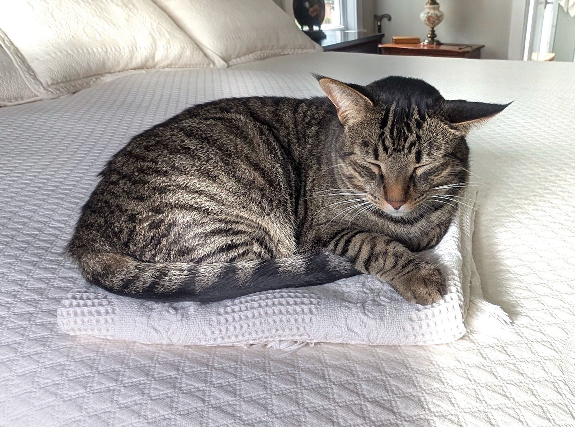 Meditating tabby cat with what we call airplane ears