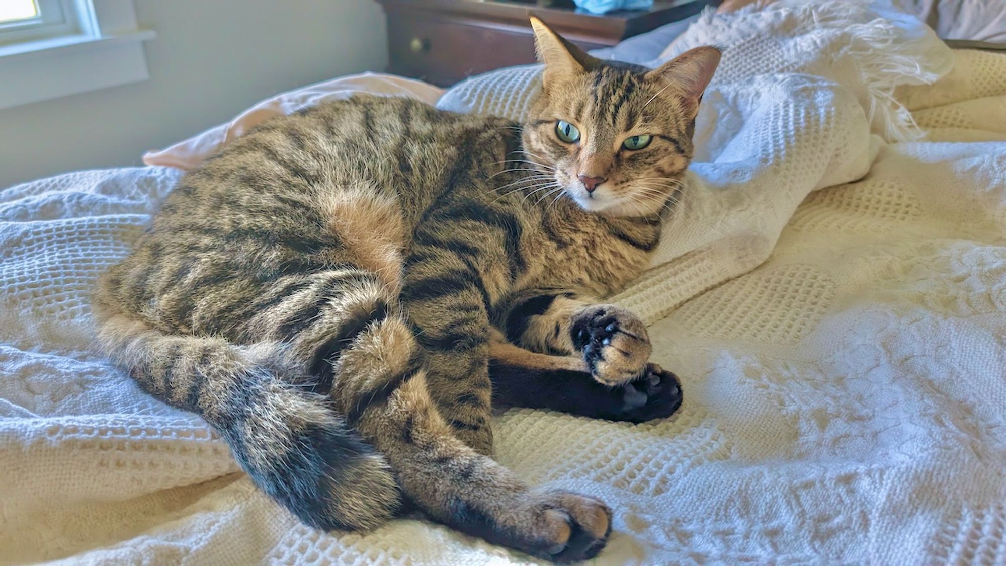 Maverick still camped on the bed and prevent it from being made up.