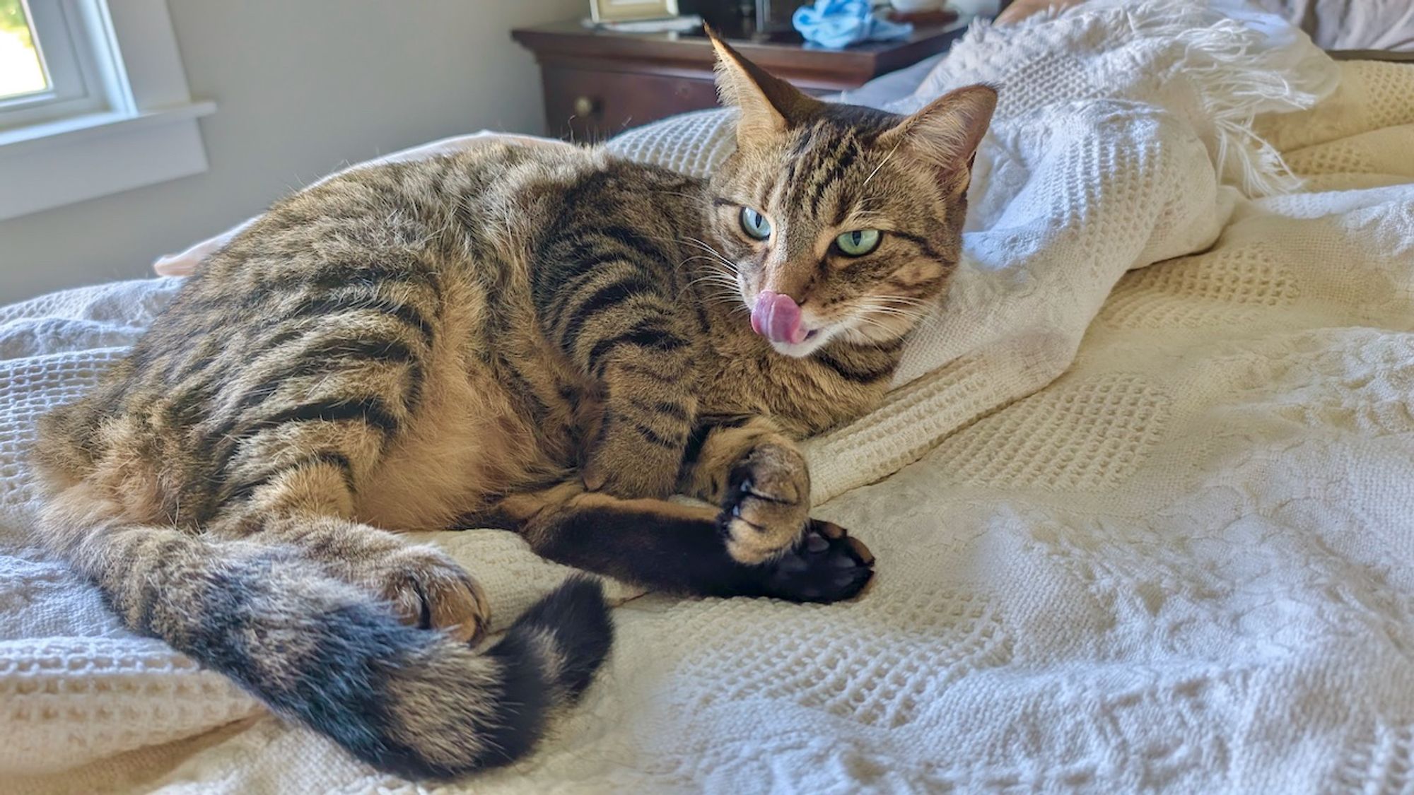 Maverick daring us to make up the bed.