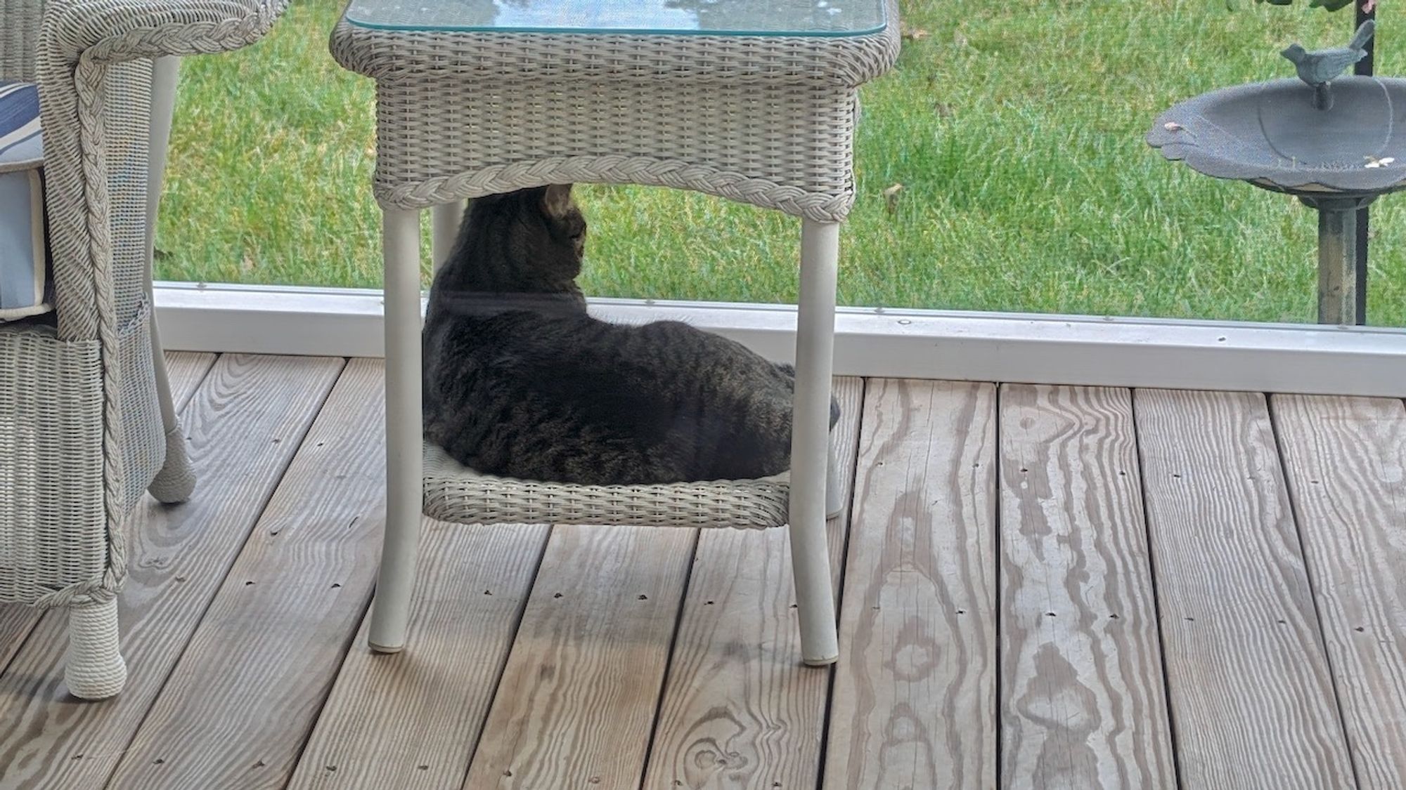 Goose in his cool-a-roo making sure the squirrels behave.