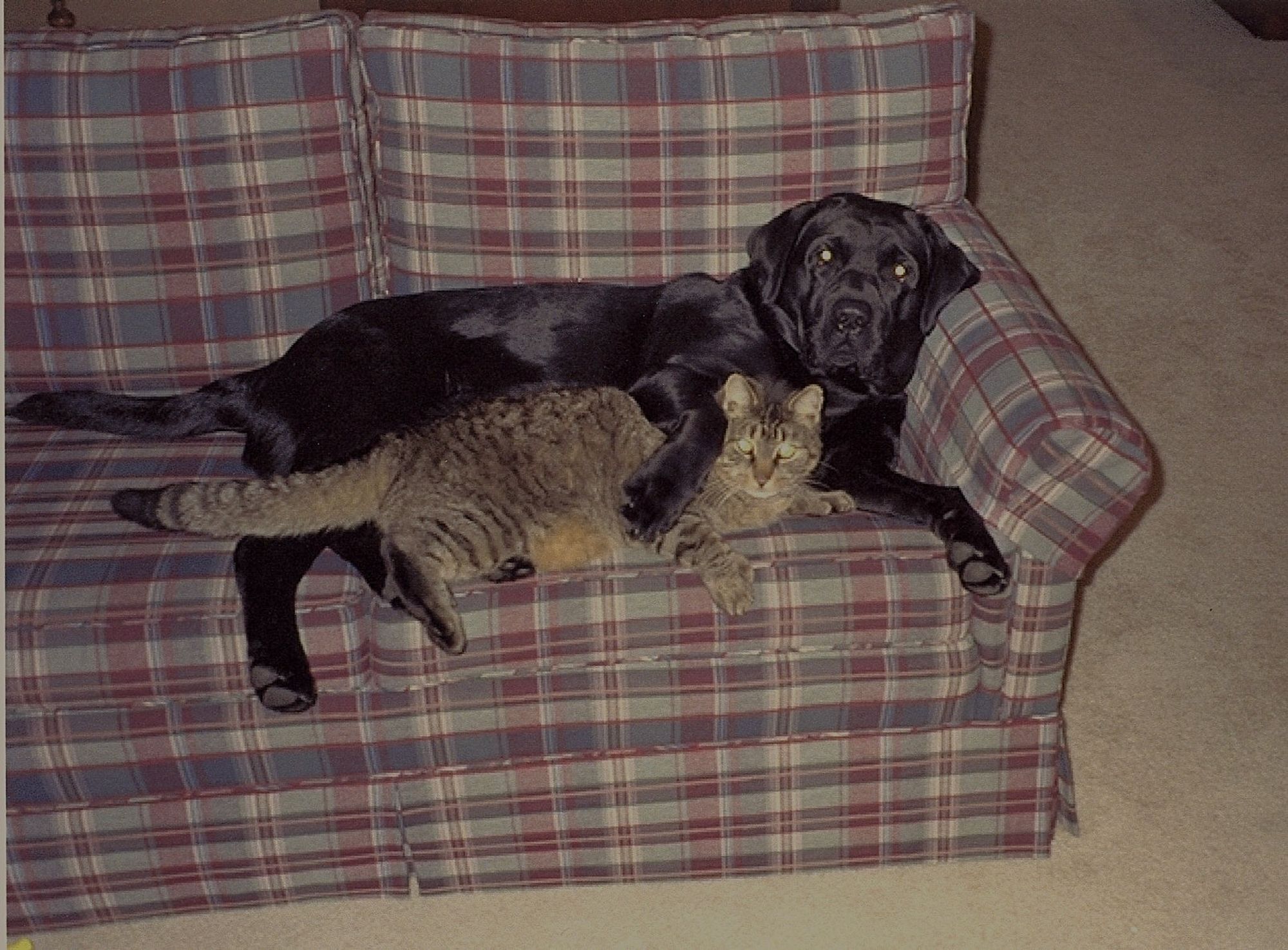 Labrador Retriever and Tabby cat on a sofa