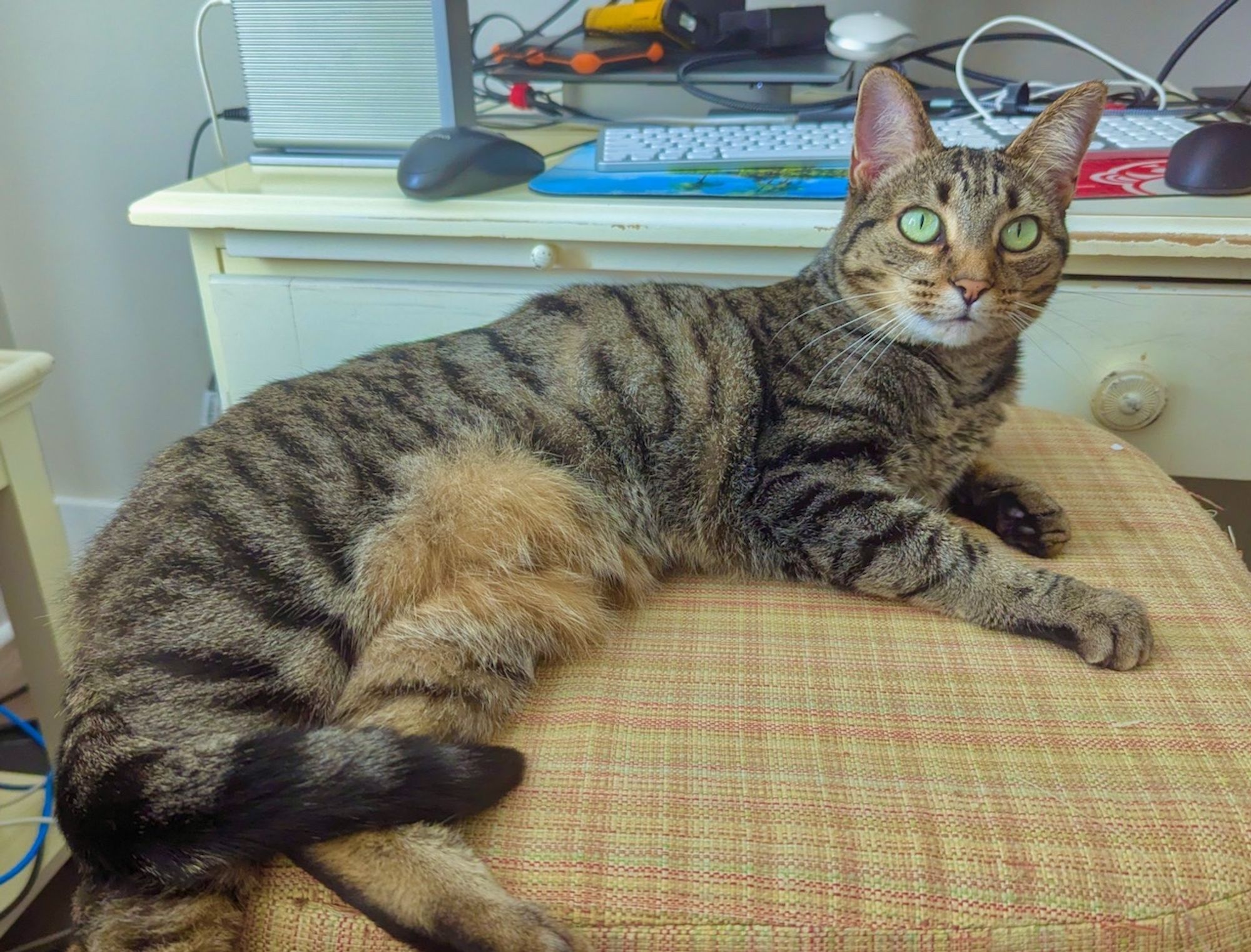 Merlin cooling down after coming out of the window solar cooker