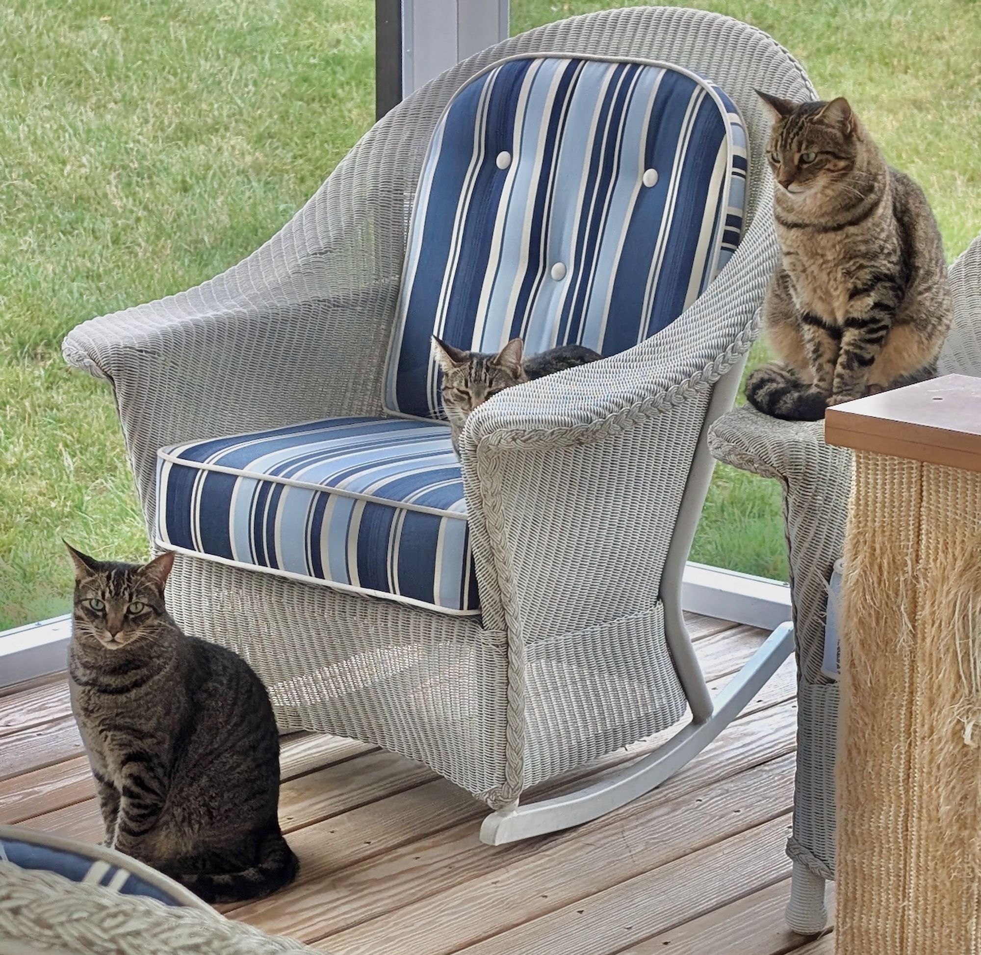 Left to right, Goose, Merlin in the chair, Maverick sitting on arm of settee