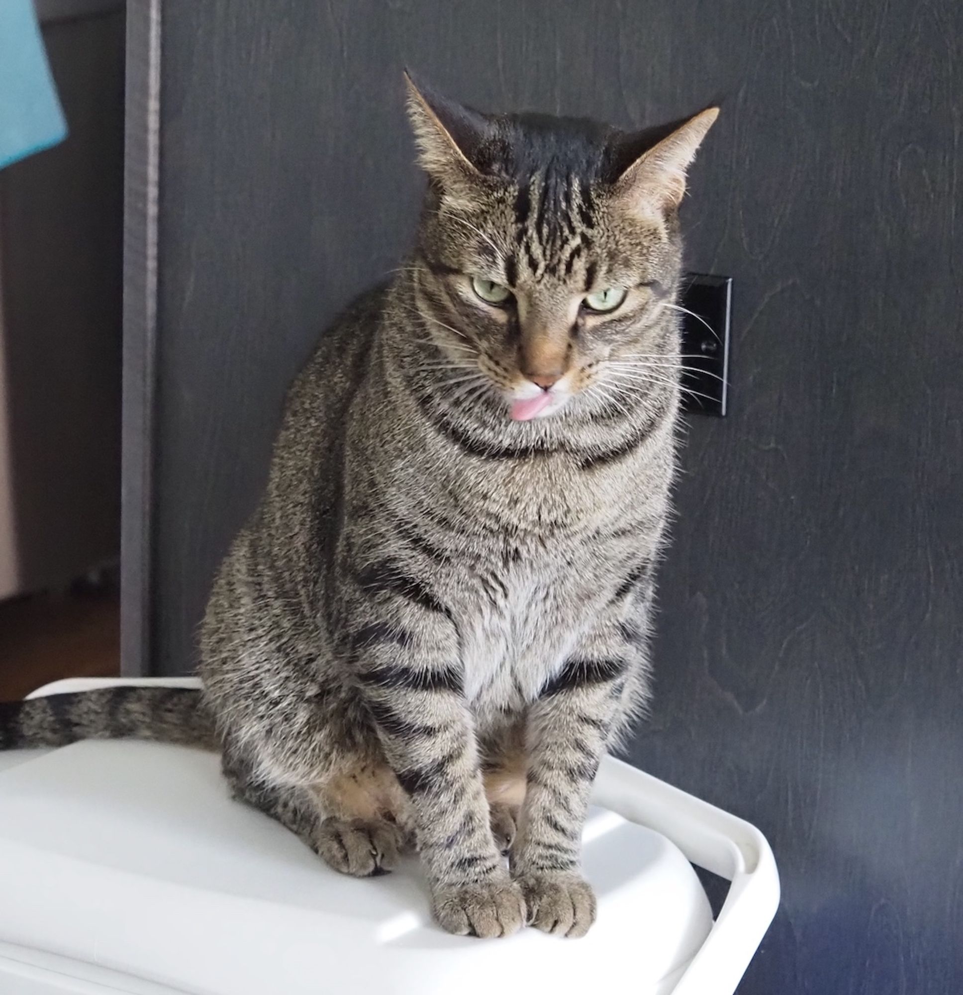 Grumpy Tabby cat with tongue sticking out sitting on a cooler.