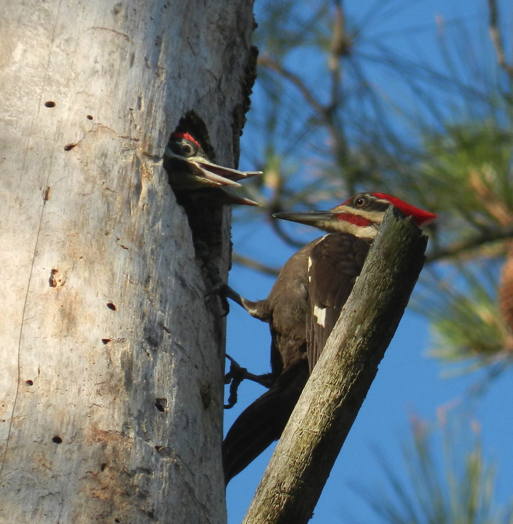 Pileated woodpecker feeding some babies whose beaks are sticking out of a hole in dead tree with no bark.