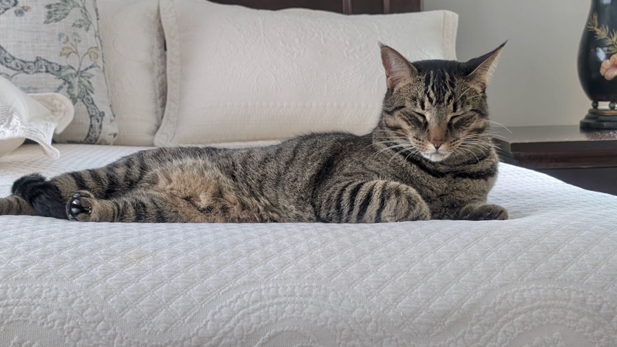 Goose, our big tabby cat, relaxing on the bed