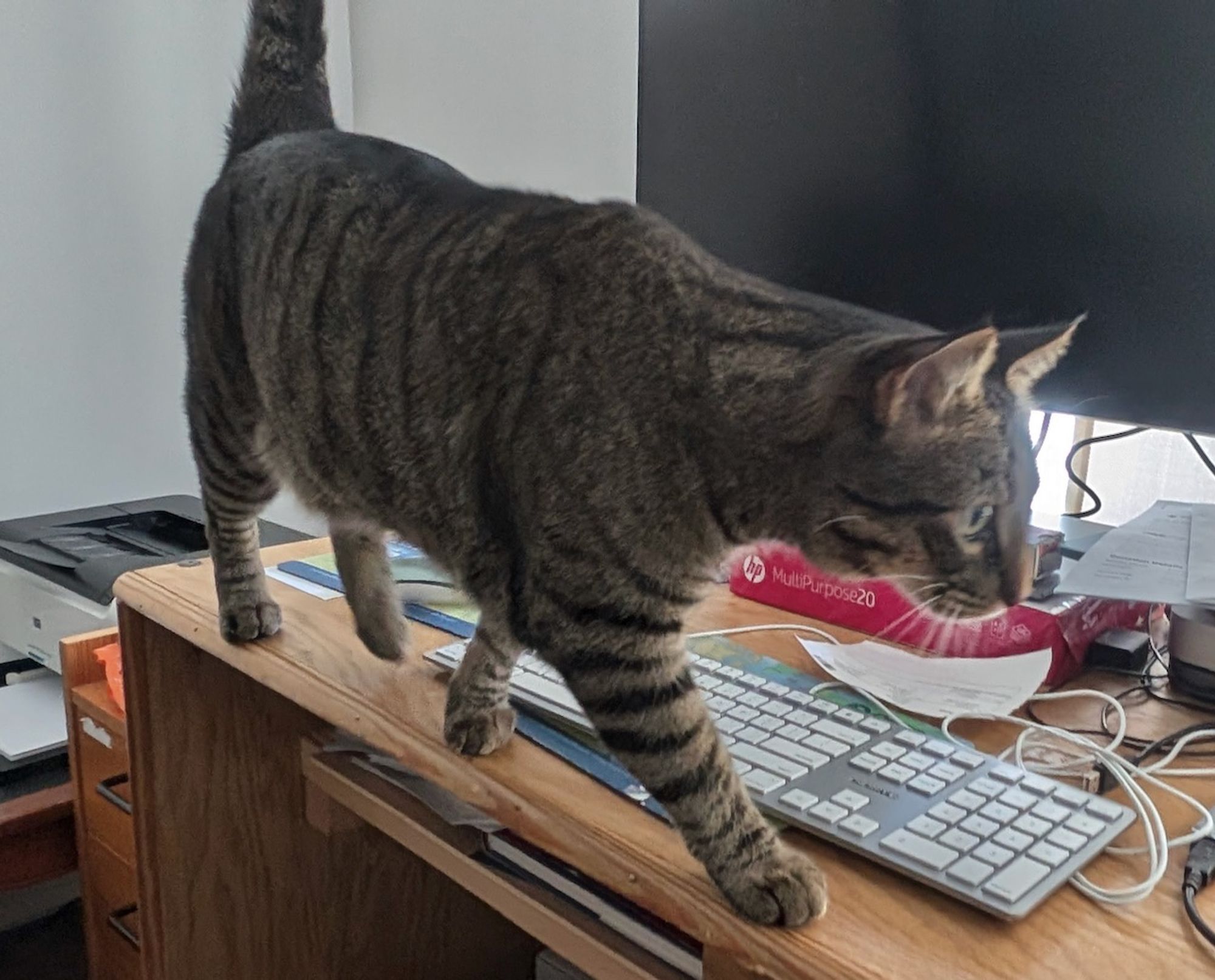 Goose doing a computer cable check in my office.