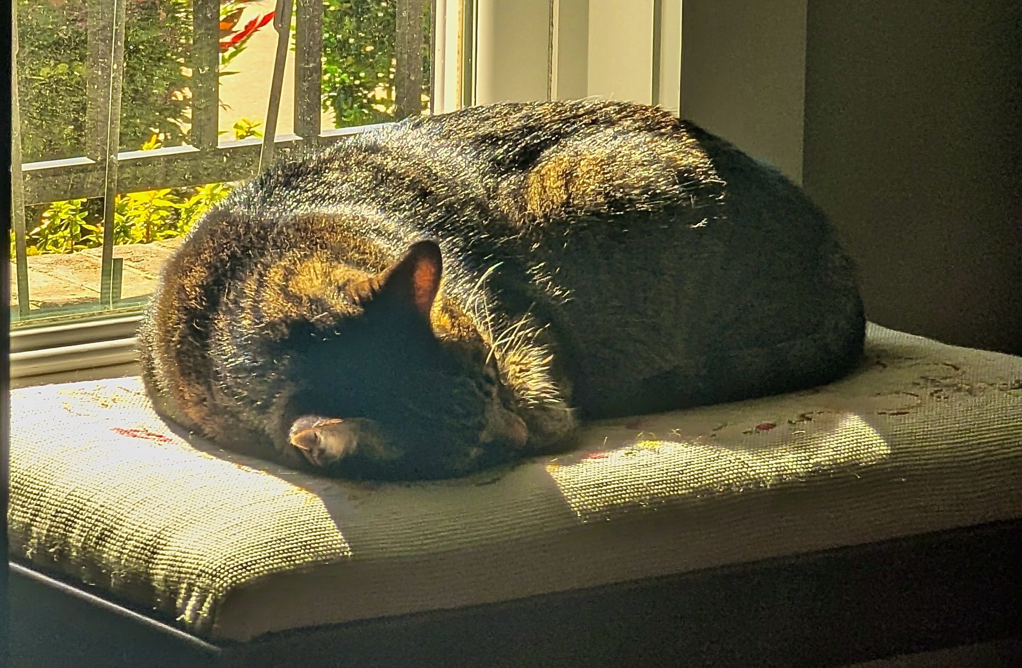 Tabby cat in the sunshine