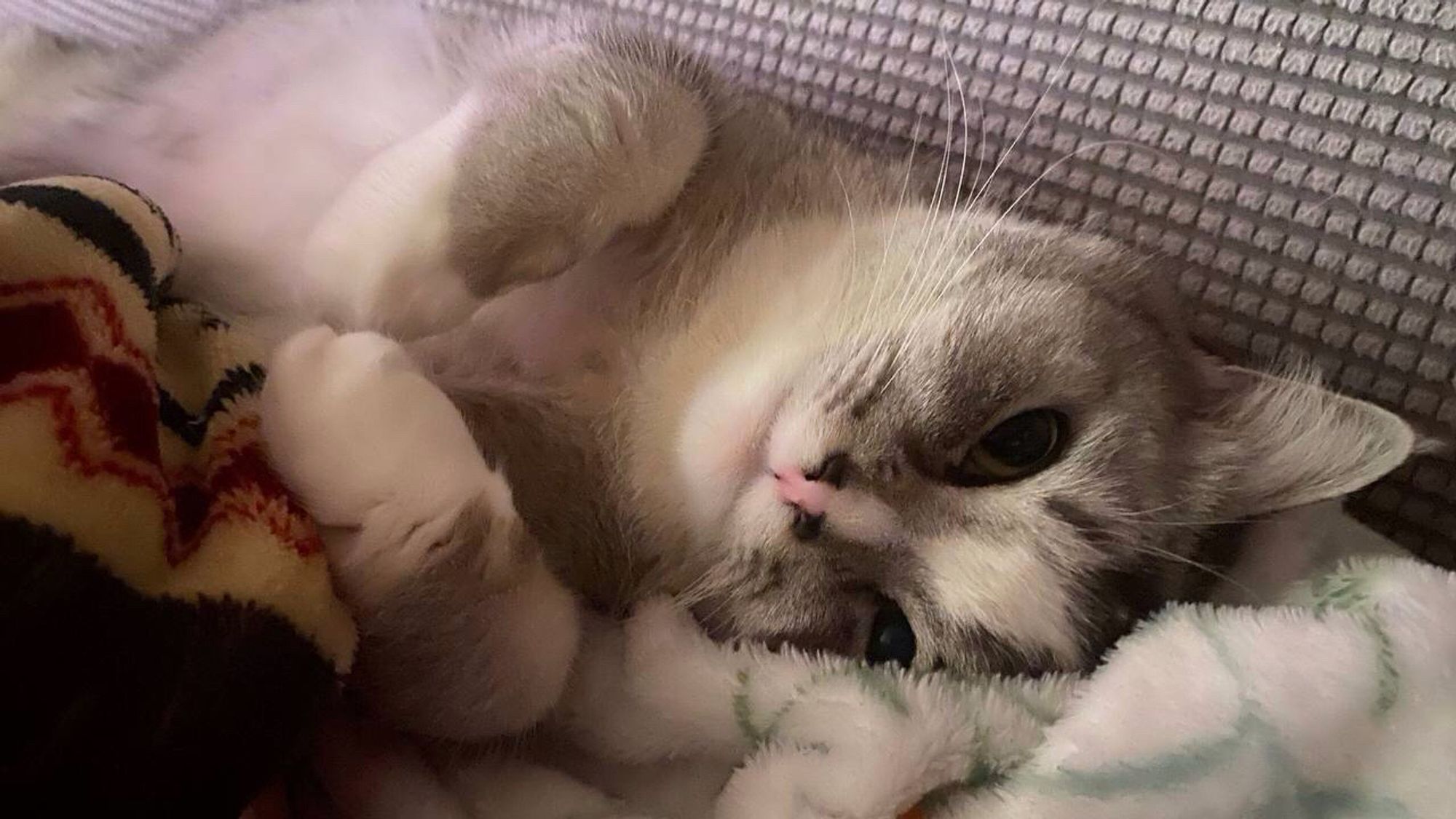 A snowshoe cat named Fugue. He’s laying down and being cute.