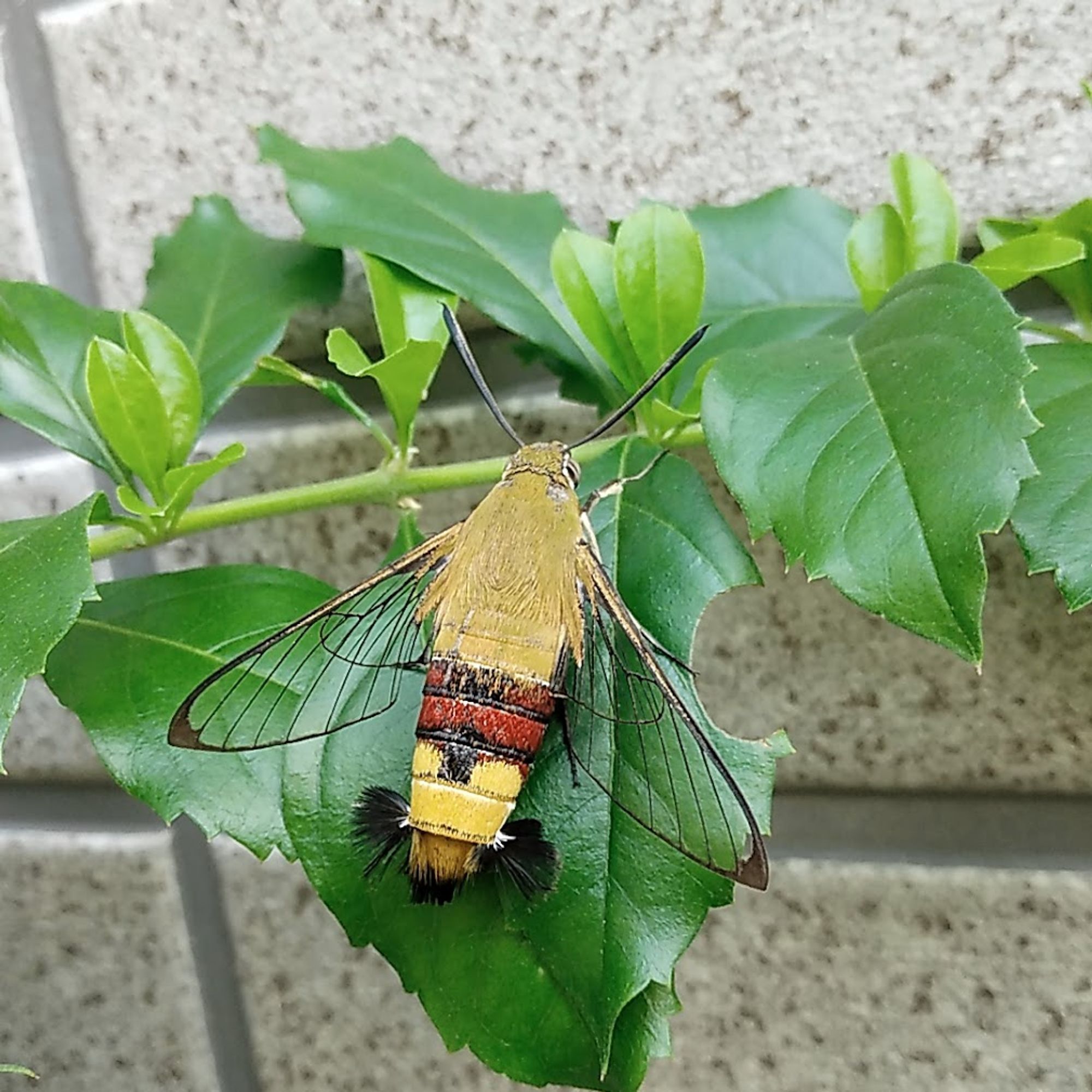 ホバリングして蜜を吸い高速で飛びまわるのでハチドリを連想させます
蛾ですがトンボのように翅が透けています