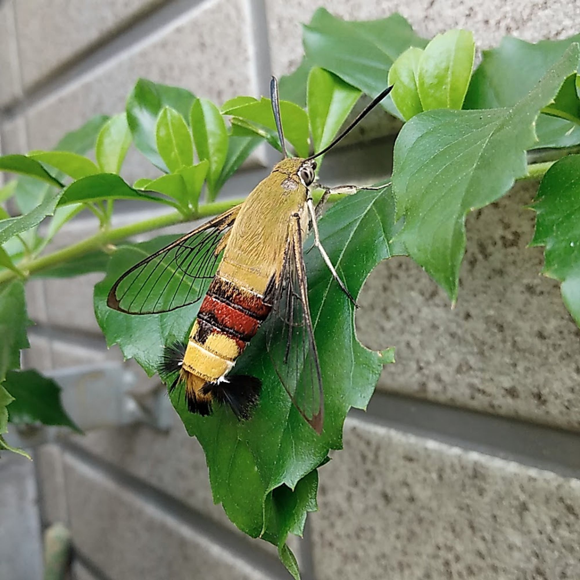 淡い鶯色のような、黄緑がかった黄土色～黄色のボディに赤と黒の帯が入る美しい体色のスズメガ