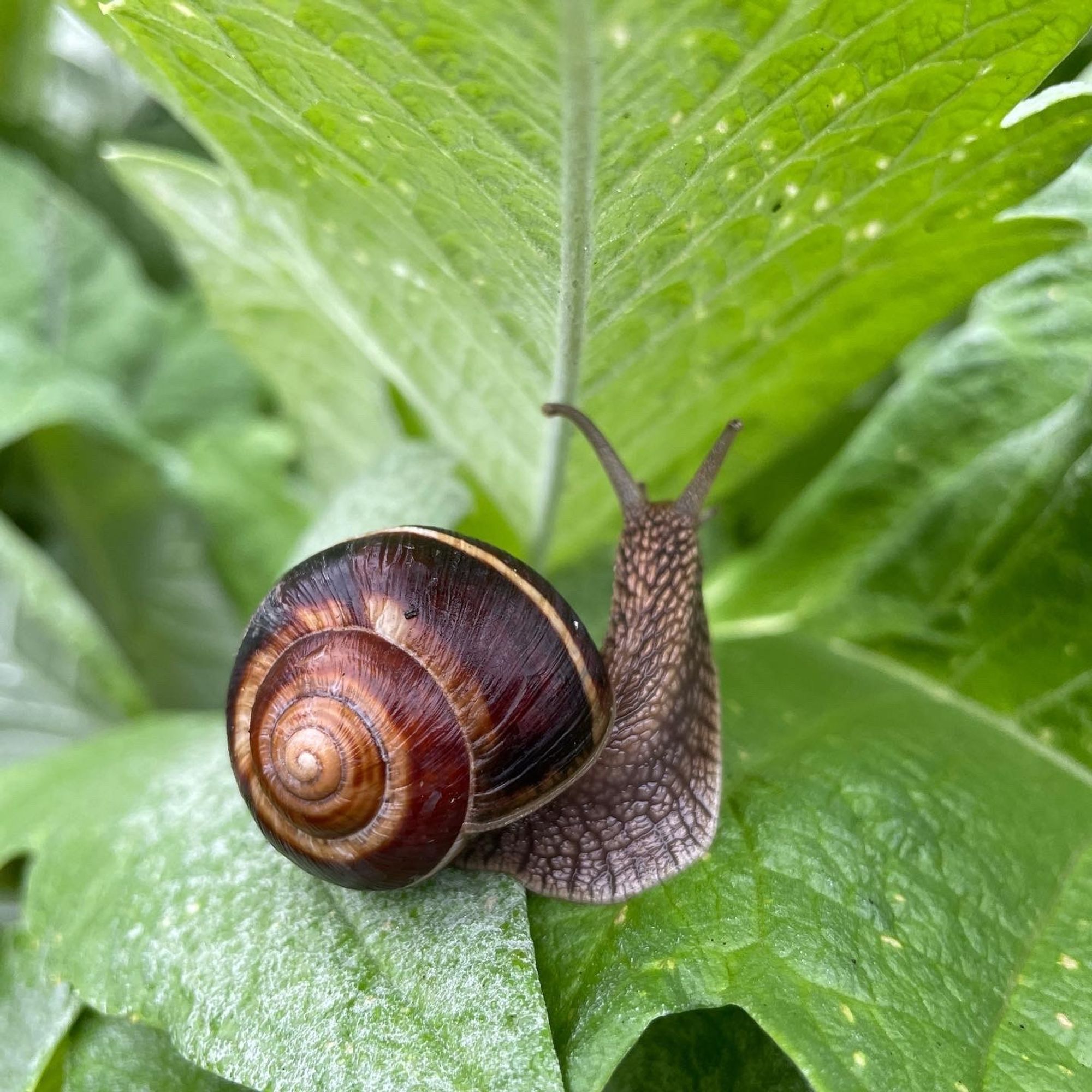 A brown snail on the leaf. Photo courtesy of Michael Holland