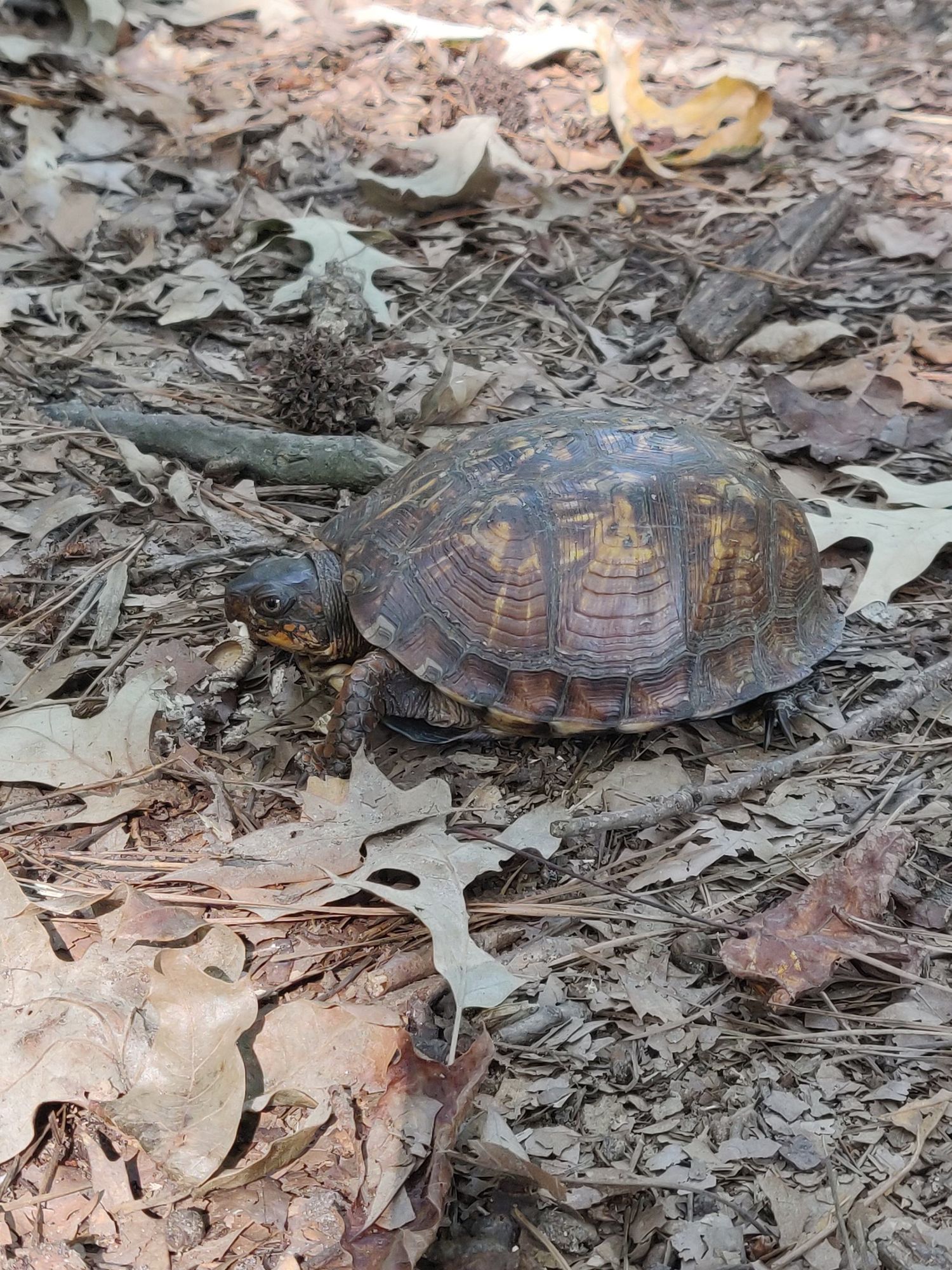 turtle eating lunch off the forest floor