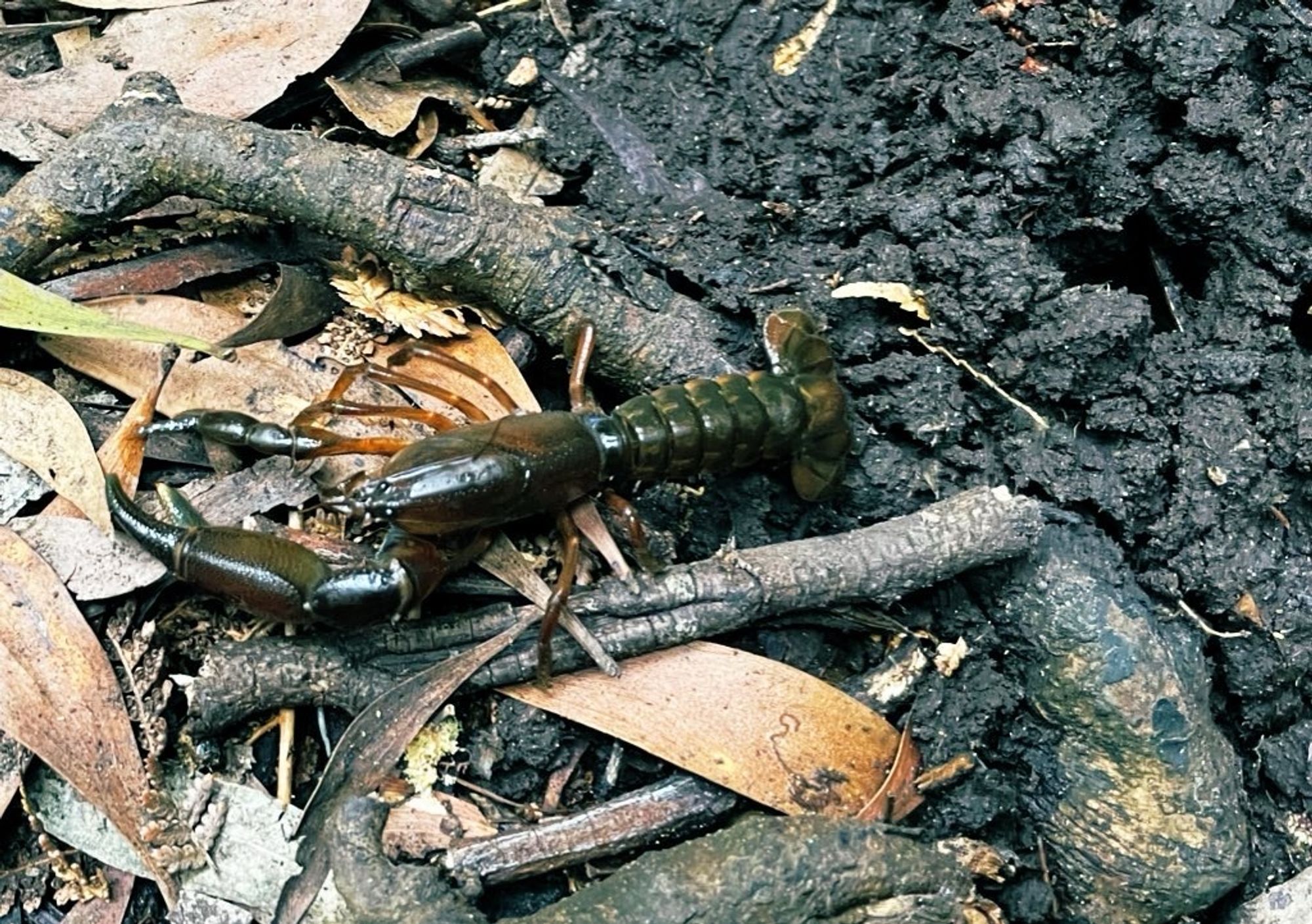 Central North burrowing crayfish (Engaeus granulatus) on leaf litter beside its dark muddy burrow in a wet forest remnant in northern Tasmania. Not a common sight; we had temporarily captured this one under permit for schools education. Burrows of this typically 10 cm long, brown crayfish can be over a metre deep, reaching down to the water table, and that’s where they spend most of their time. Close examination of its substantial larger front claw reveals a granular surface explaining the species’ scientific name ‘granulatus’.
Current records, if all smooshed into one area, would cover less than one square kilometre.