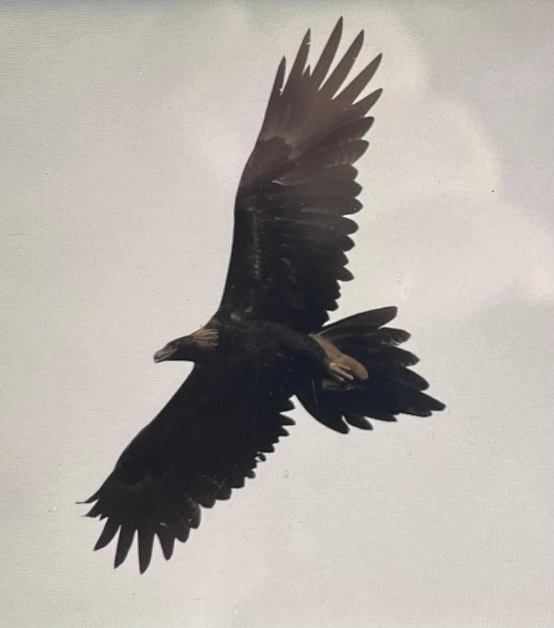 Close-up of a Tasmanian wedge-tailed eagle against a pewter-coloured sky, photographed during the first of the two 2024 Where? Where? Wedgie! surveys by Keith Martin-Smith